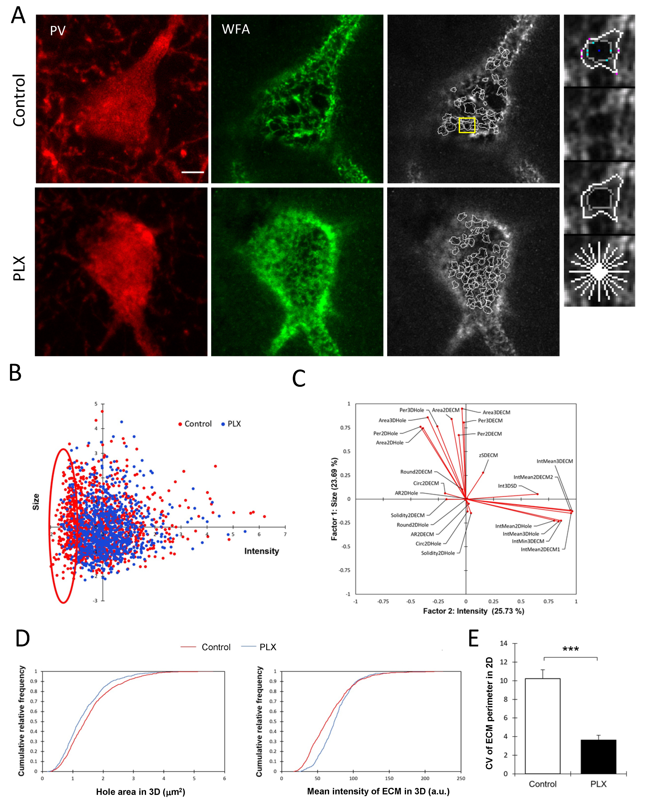 Cells 10 01862 g003 Cells 10 01862 g003