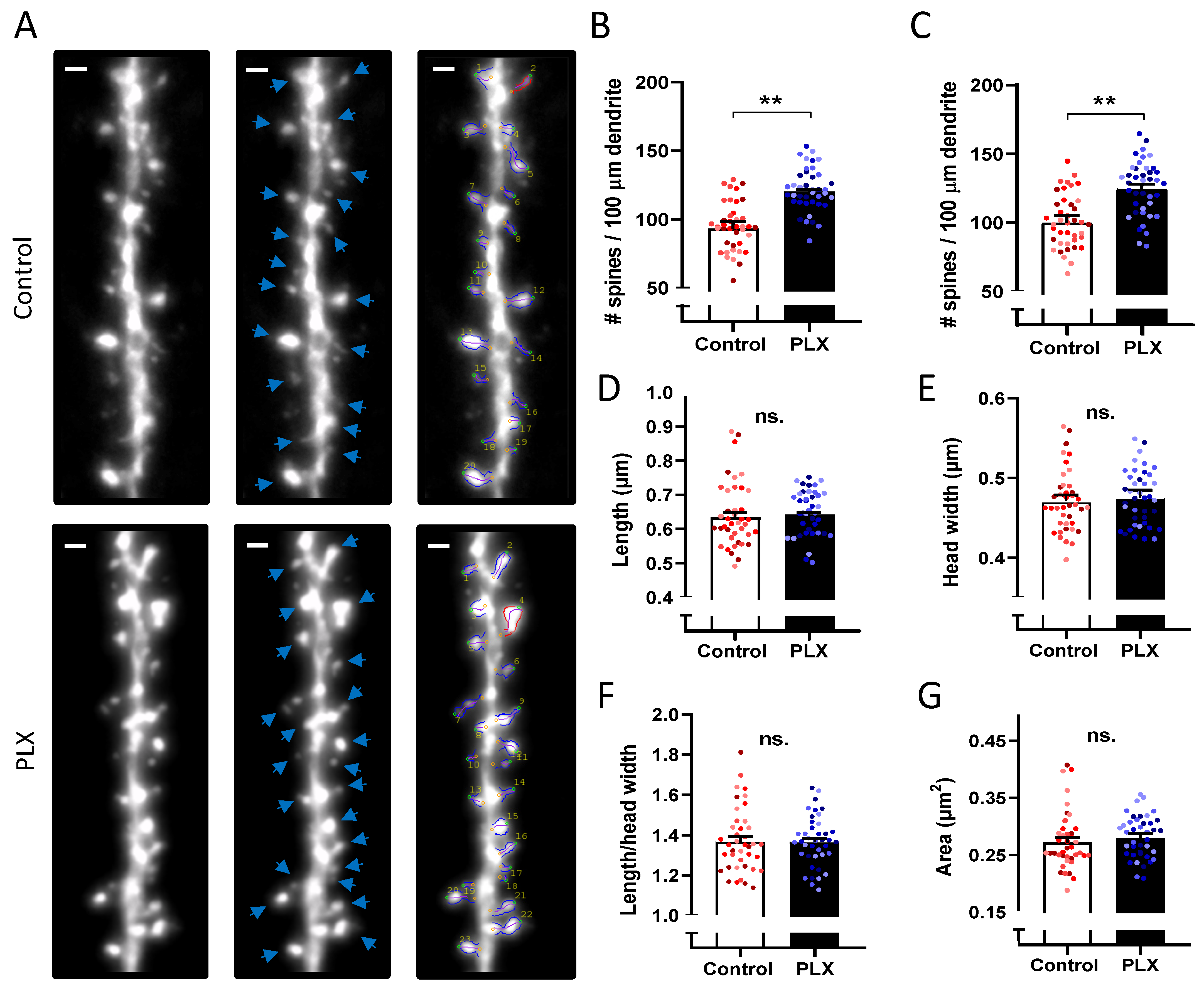 Cells 10 01862 g005 Cells 10 01862 g005