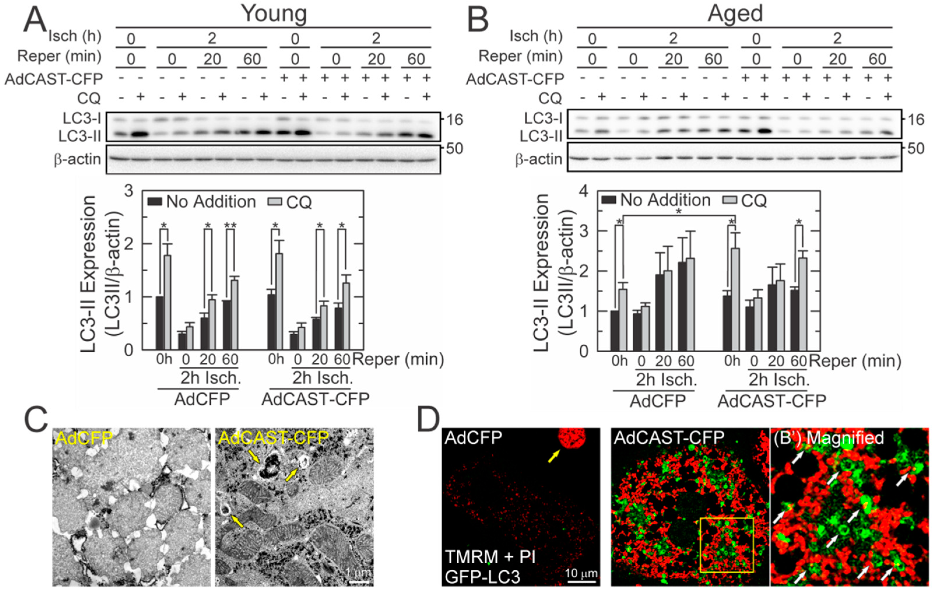 Cells 10 01863 g004 550