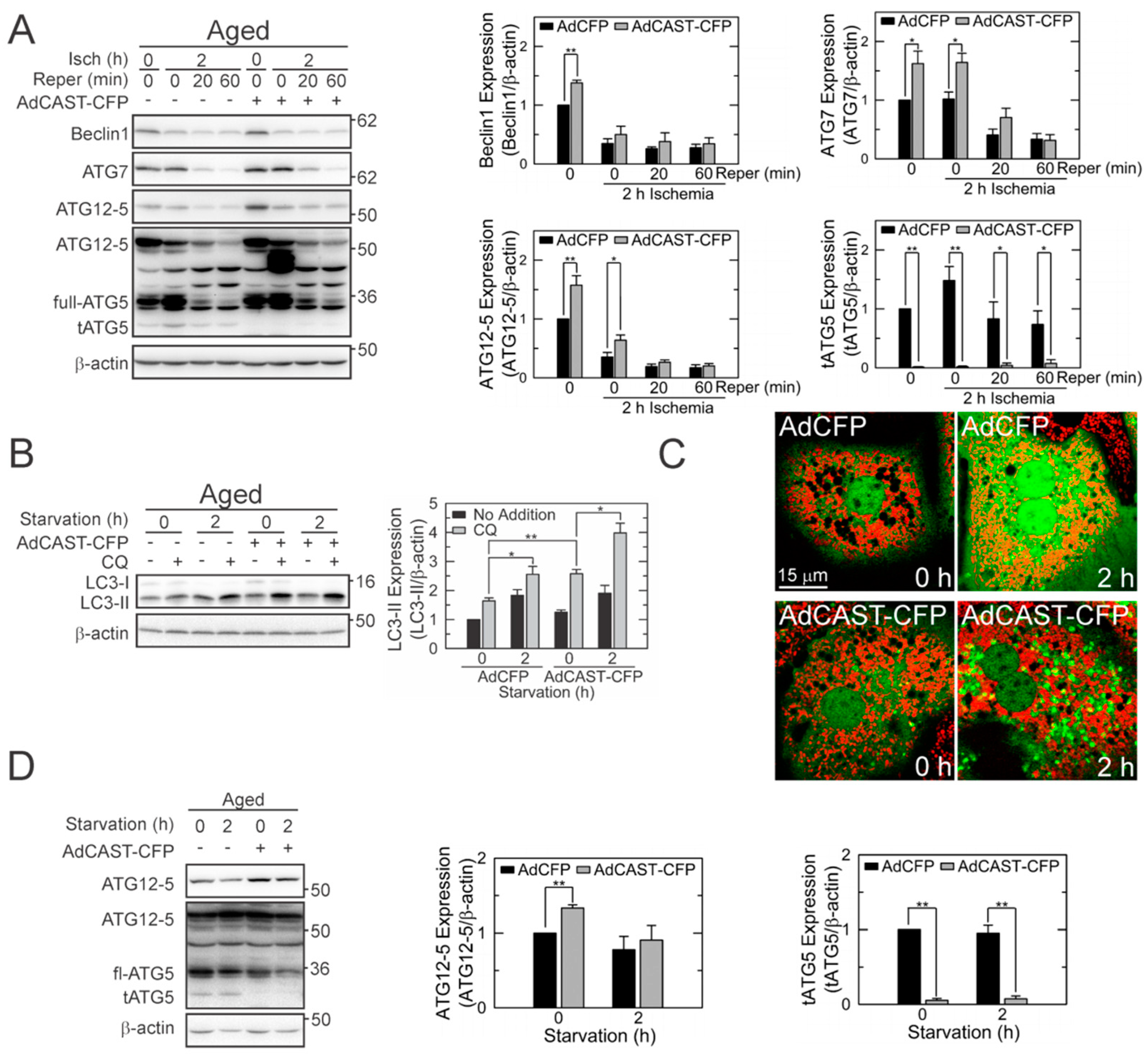 Cells 10 01863 g005 550
