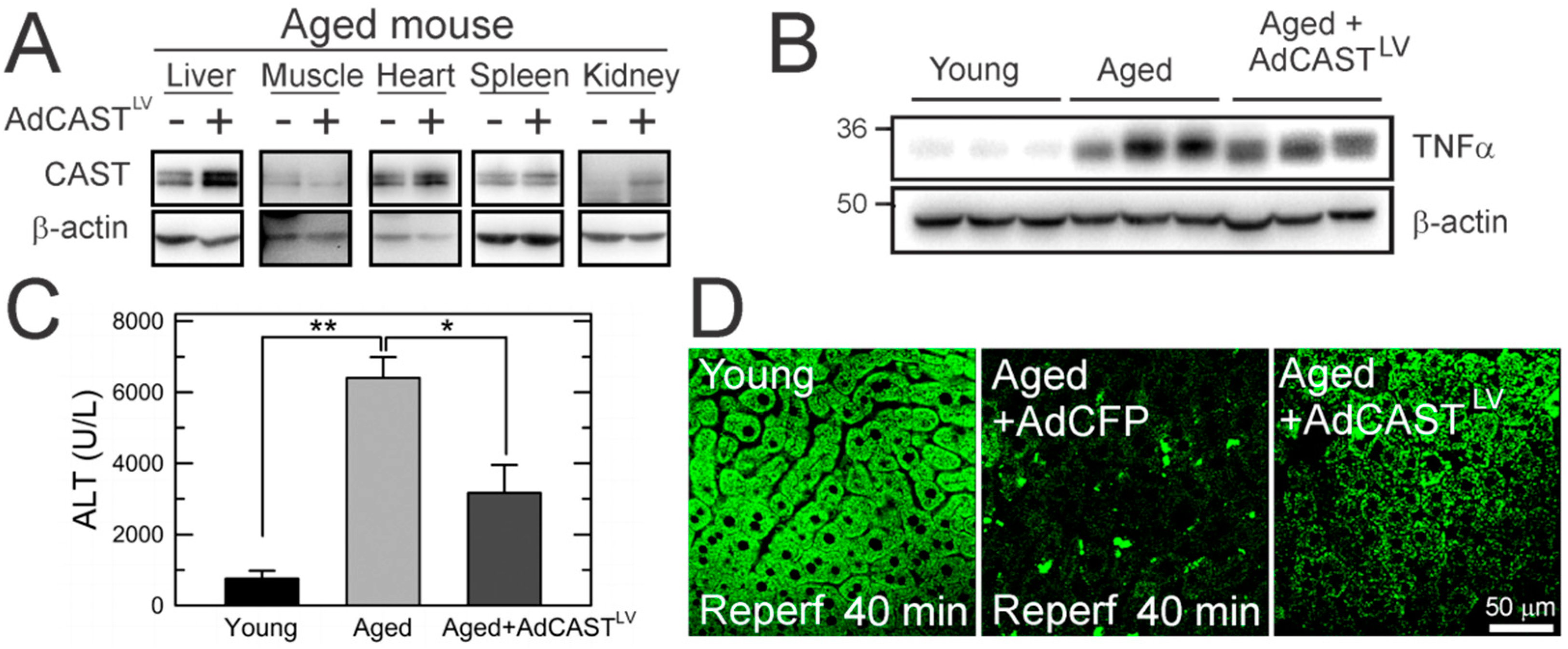 Cells 10 01863 g007 550