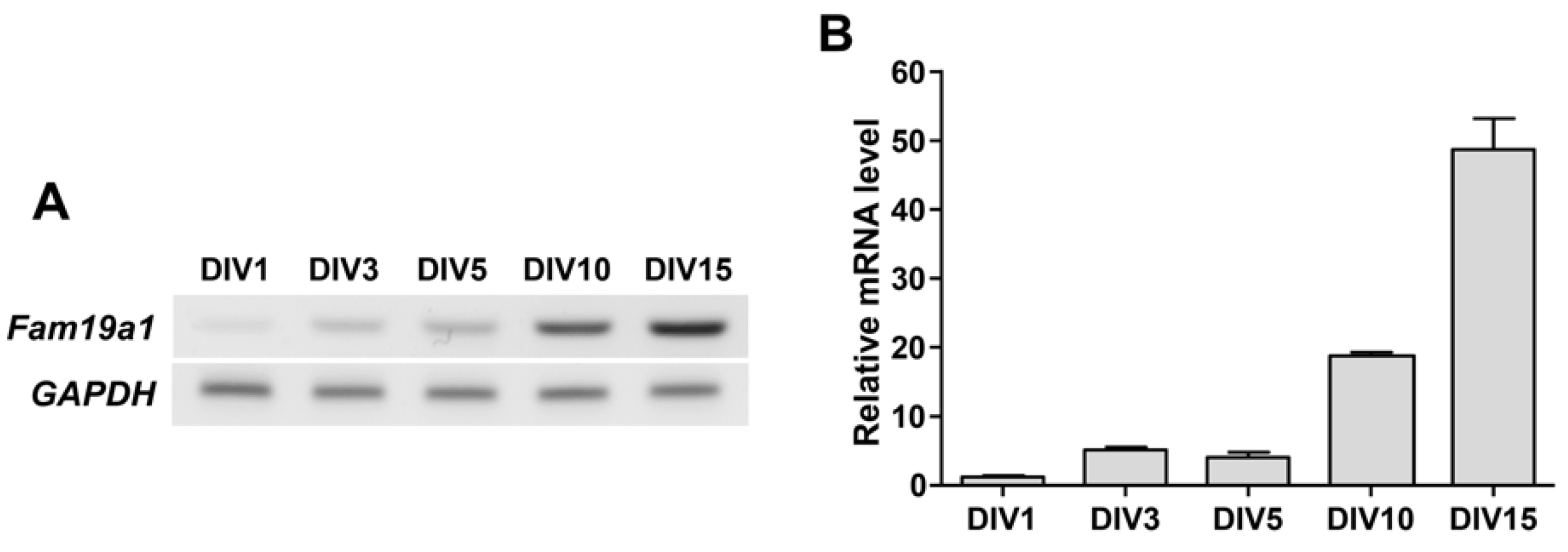 Cells 10 01868 g004 550