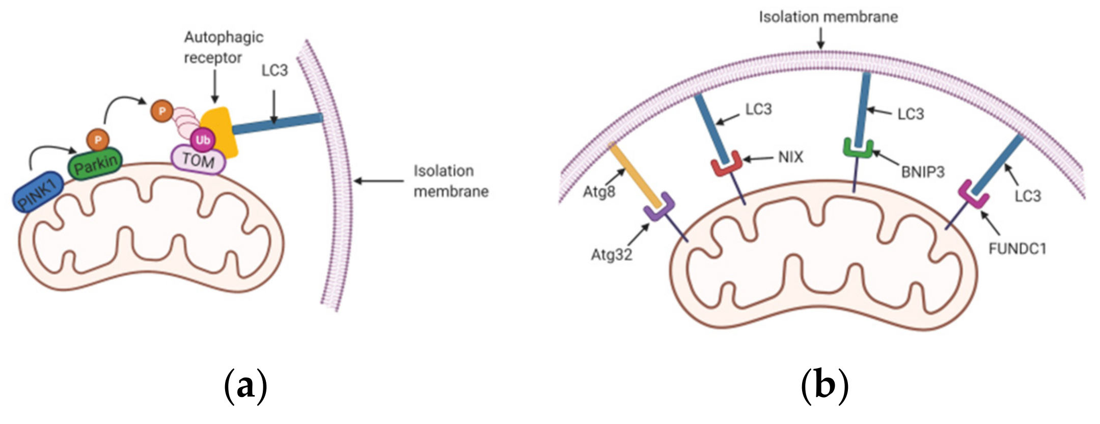 Cells 10 01876 g001 Cells 10 01876 g001