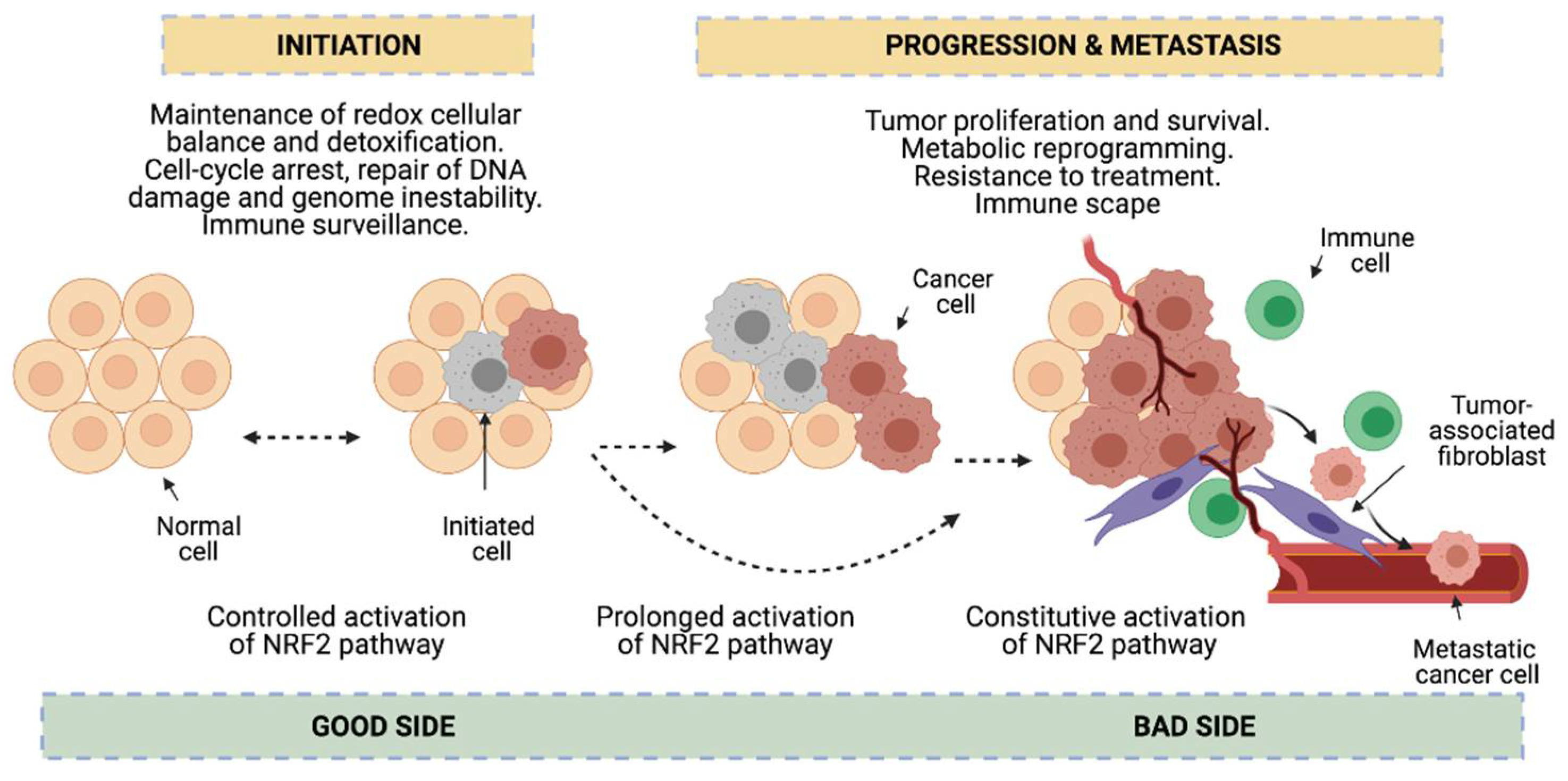 Cells 10 01879 g004 Cells 10 01879 g004