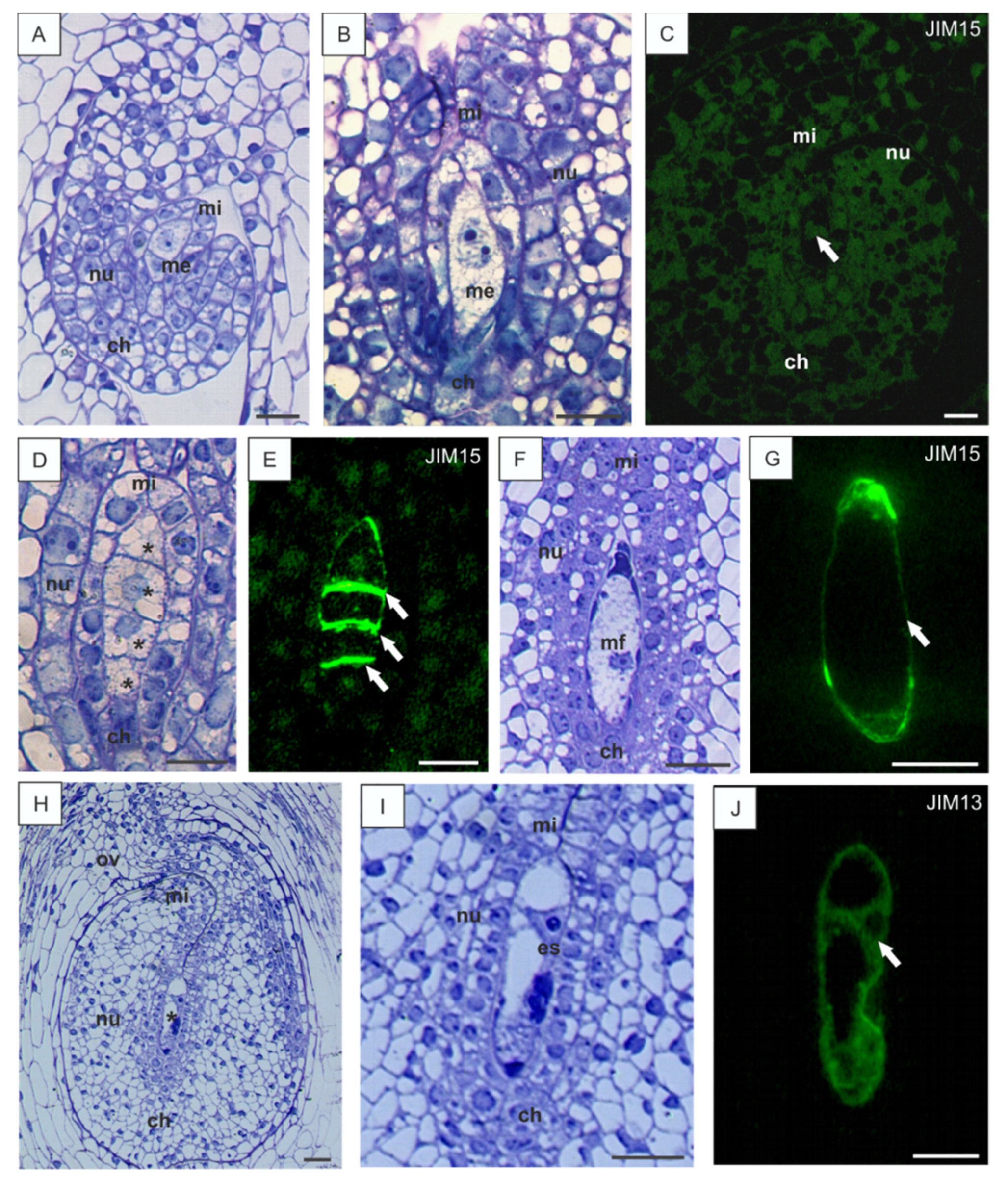 Cells 10 01880 g001 550