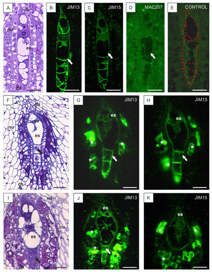 Cells Special Issue Research On Plant Cell Wall Biology