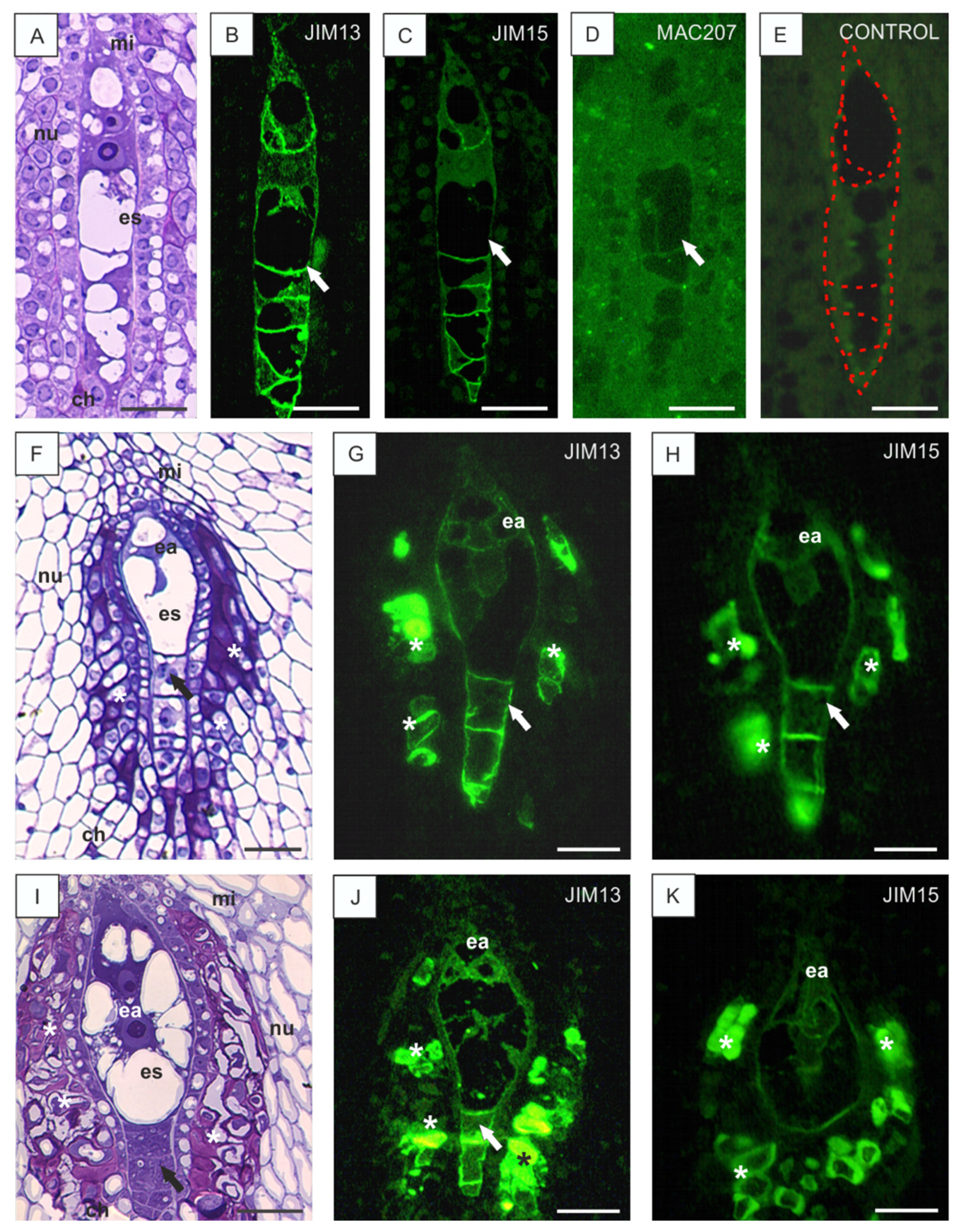 Cells 10 01880 g002 550