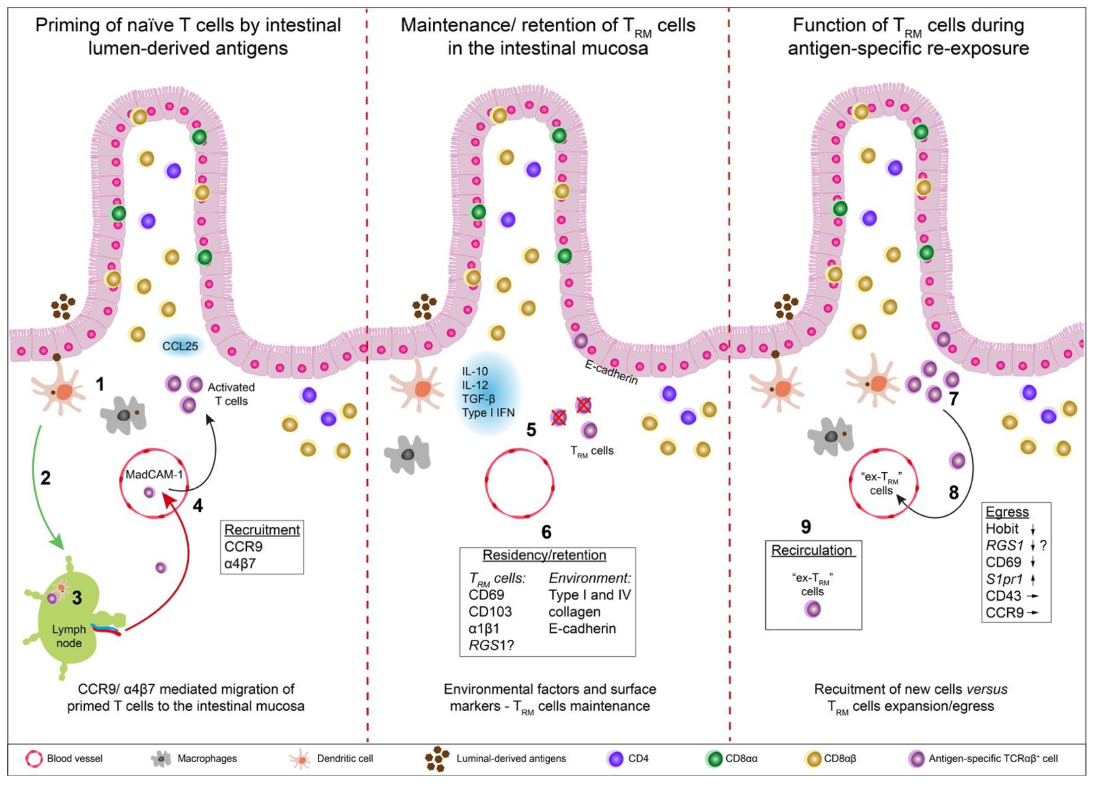 Antigen presentation by lung epithelial cells directs CD4+ TRM cell  function and regulates barrier immunity