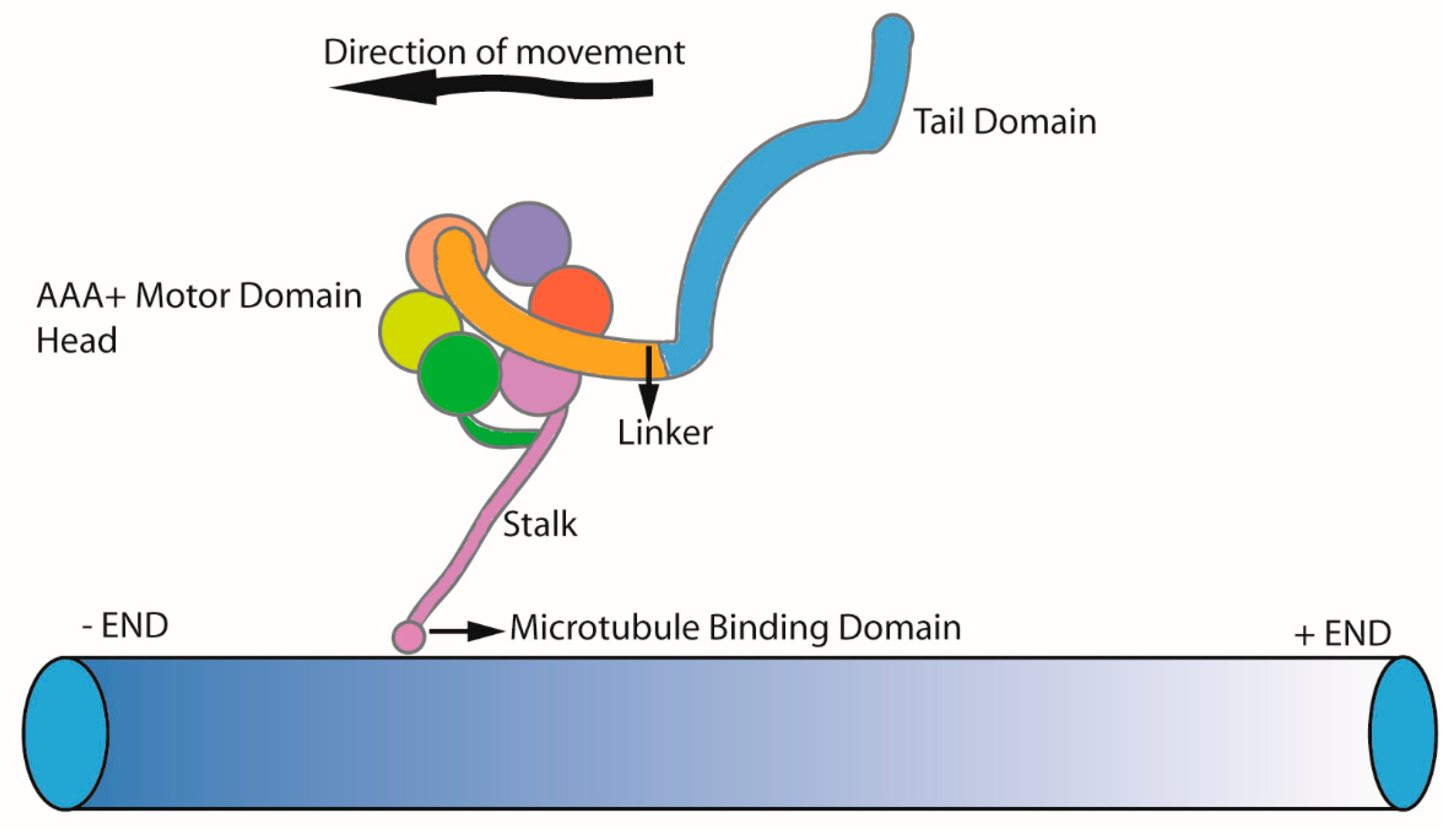 Cells 10 01885 g002 Cells 10 01885 g002