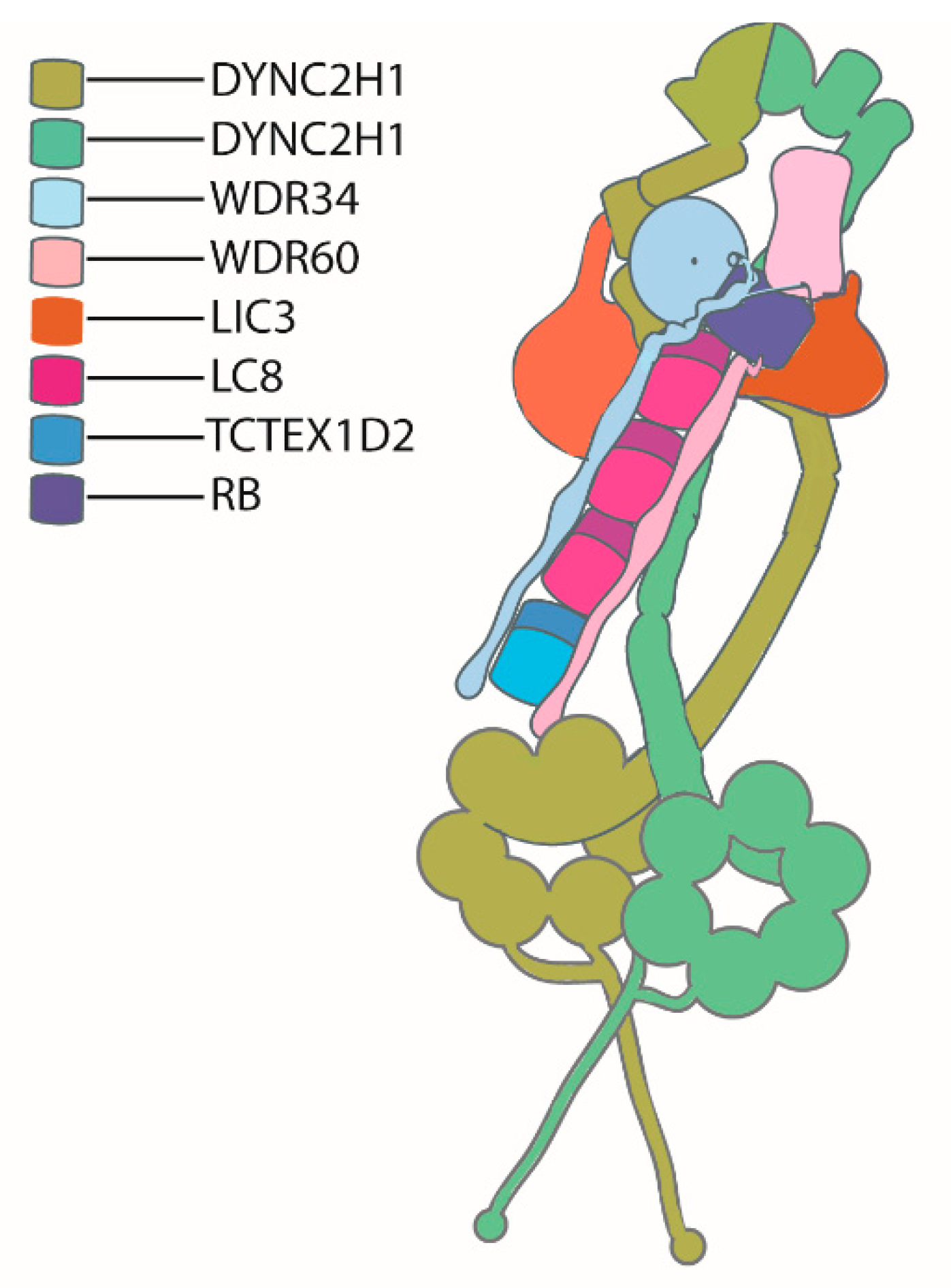 Cells 10 01885 g003 Cells 10 01885 g003