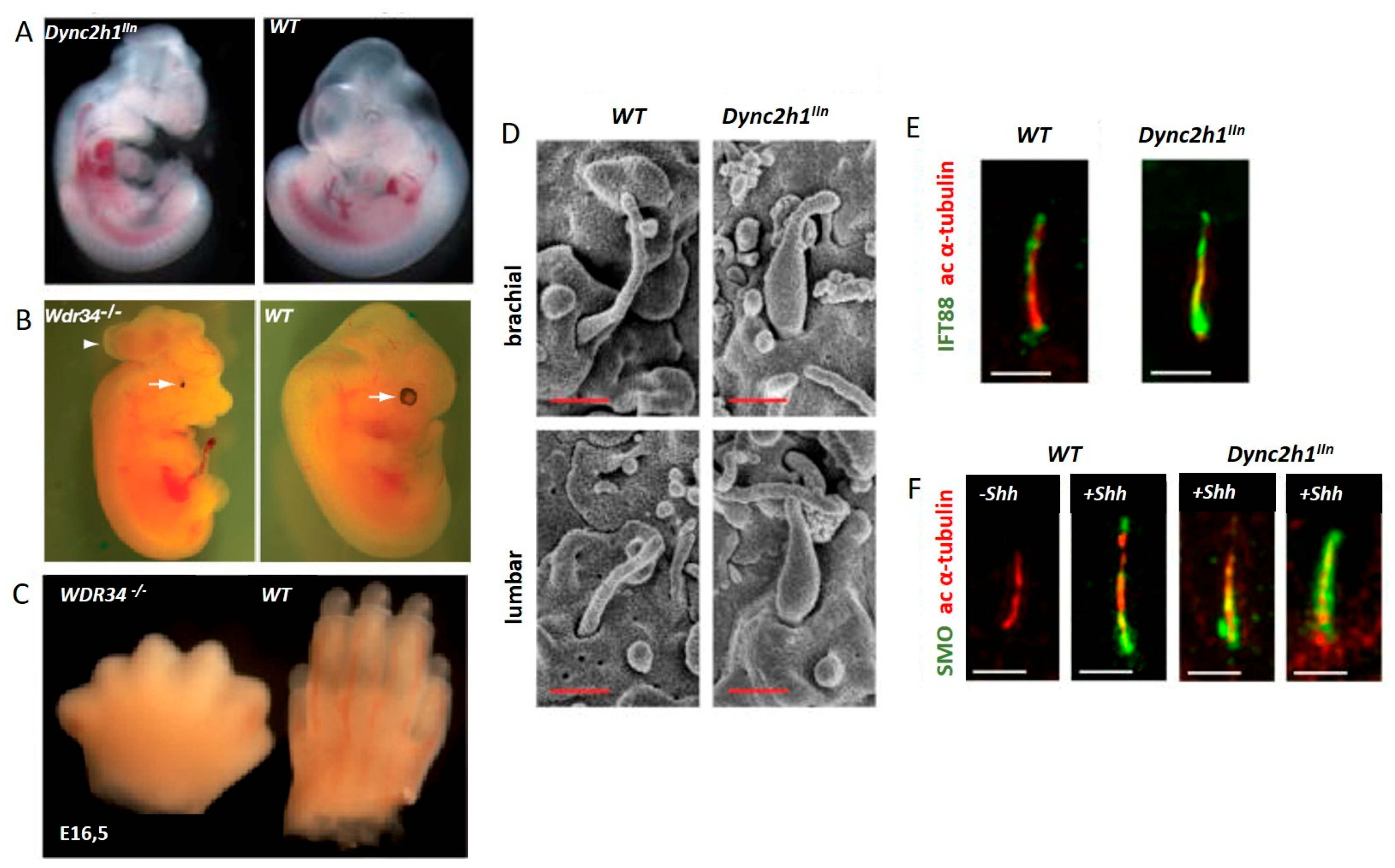 Cells 10 01885 g005 Cells 10 01885 g005