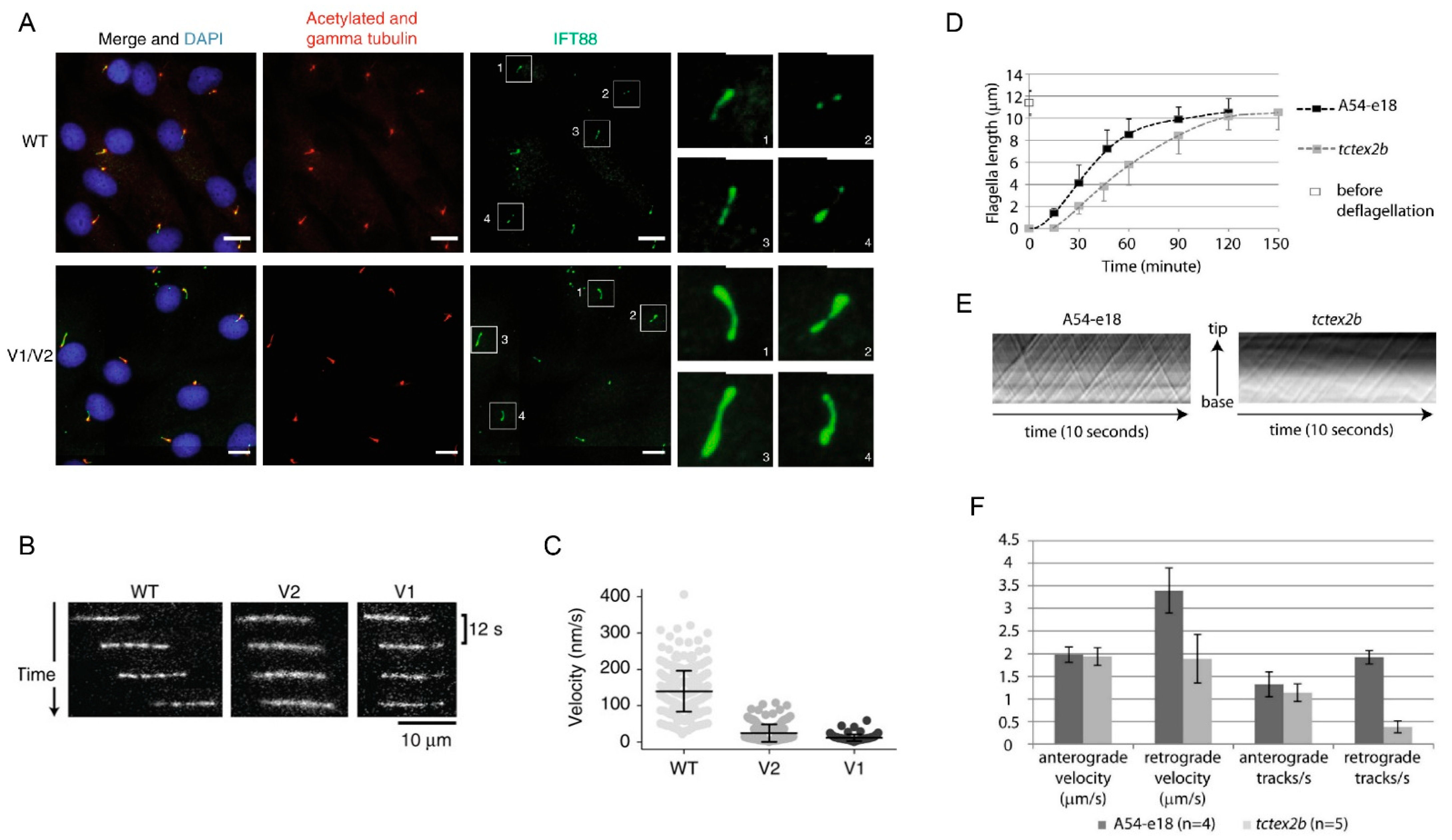 Cells 10 01885 g007 Cells 10 01885 g007