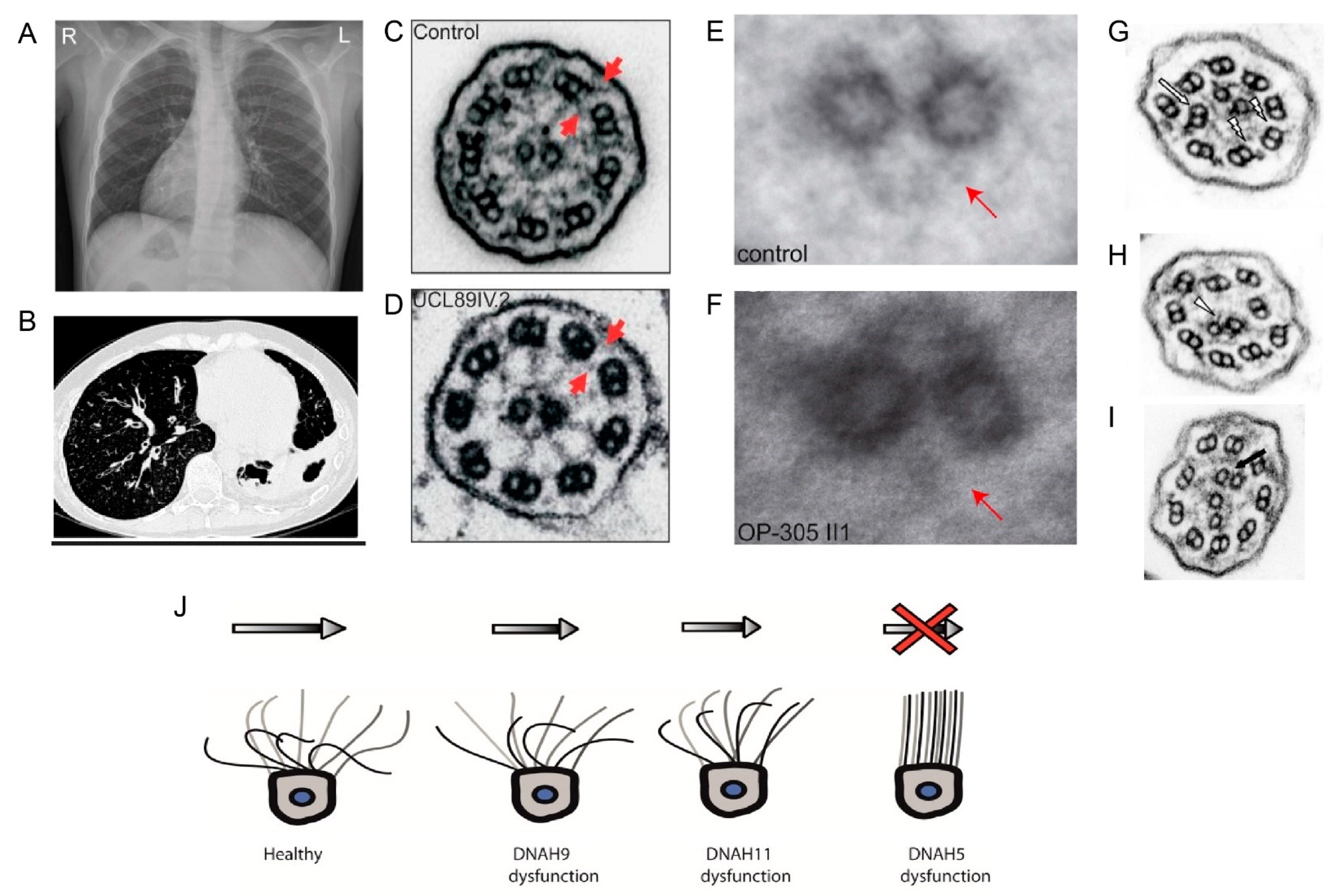 Cells 10 01885 g008 Cells 10 01885 g008