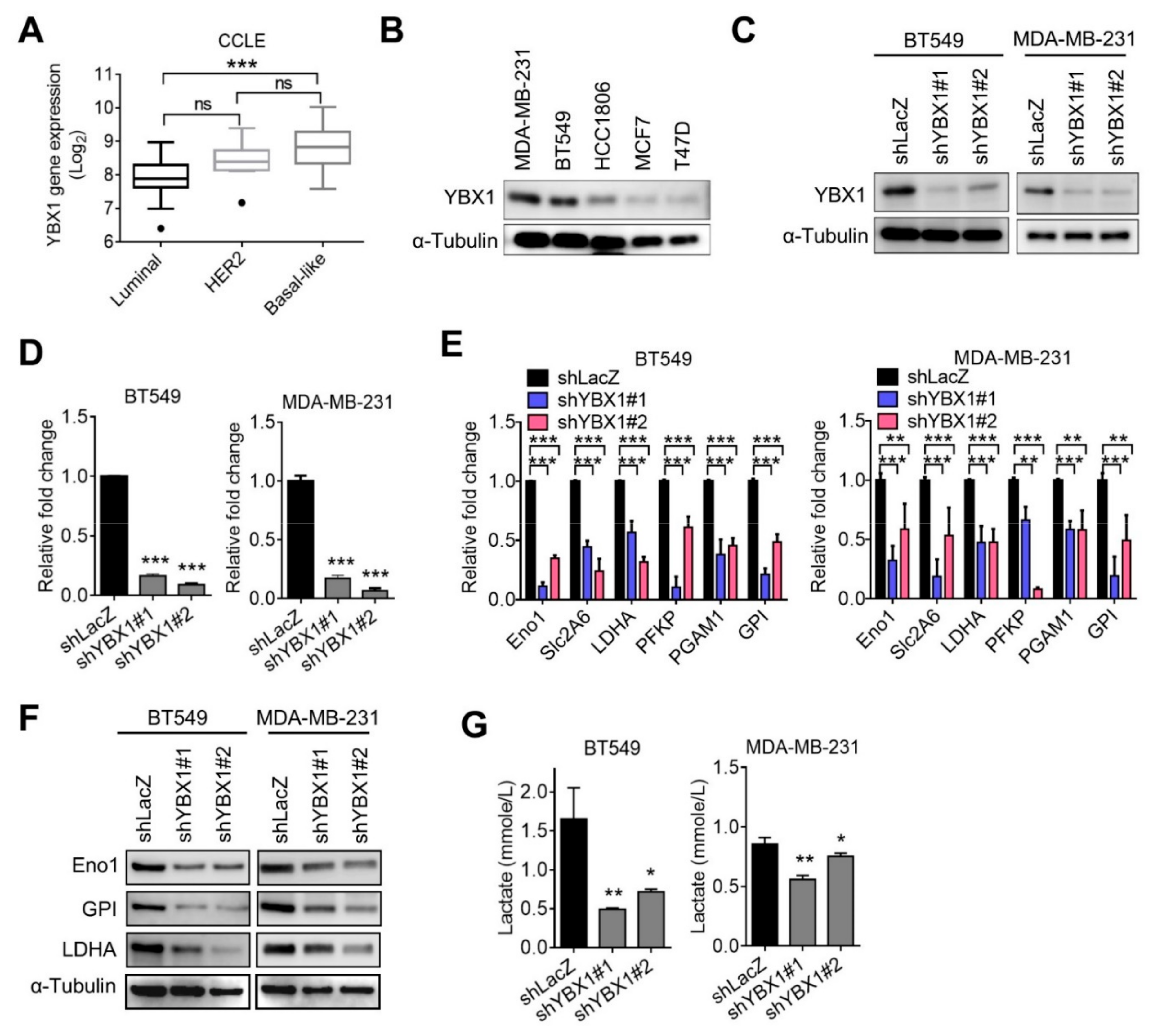 Cells 10 01890 g005 Cells 10 01890 g005
