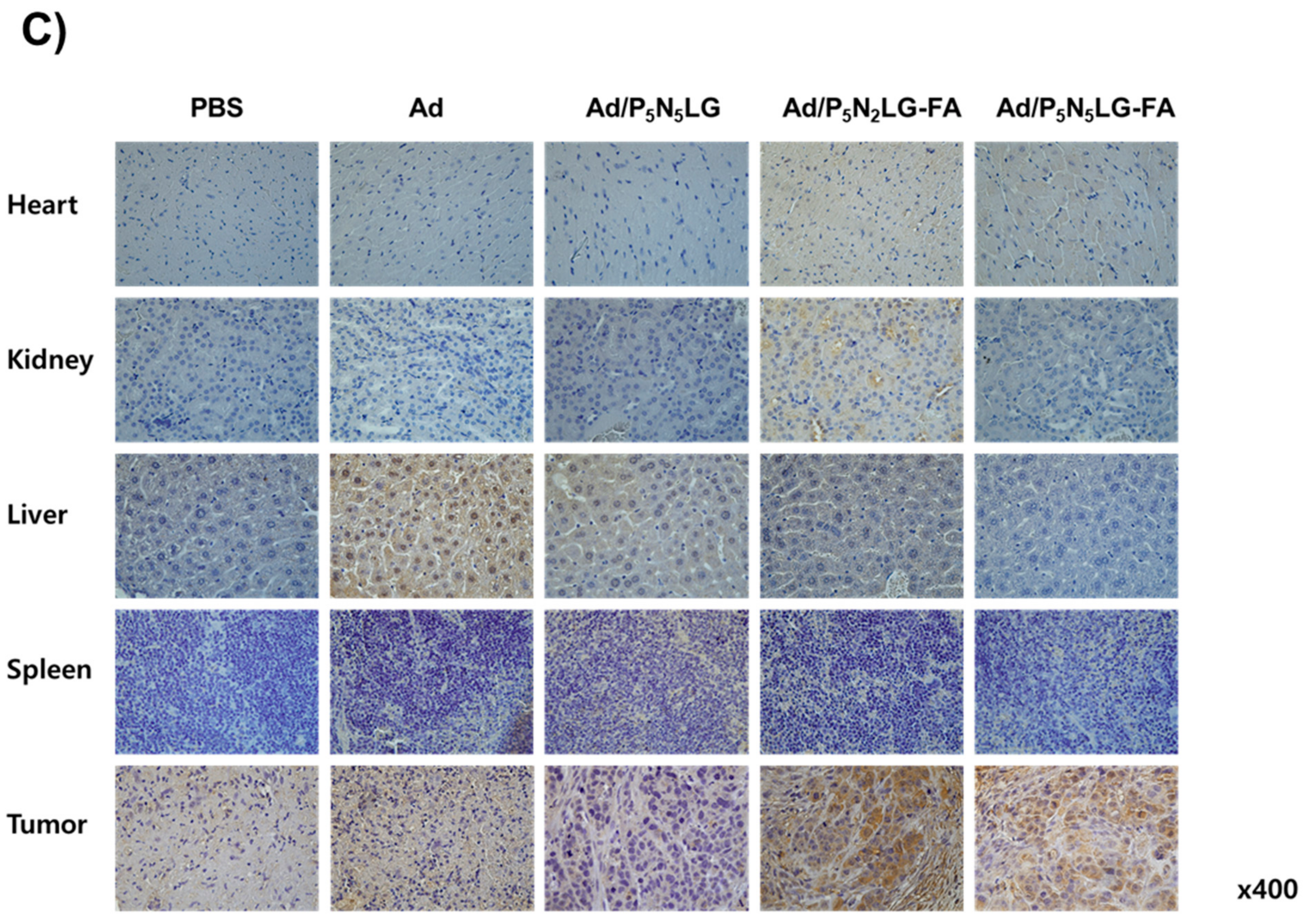Cells 10 01896 g007b