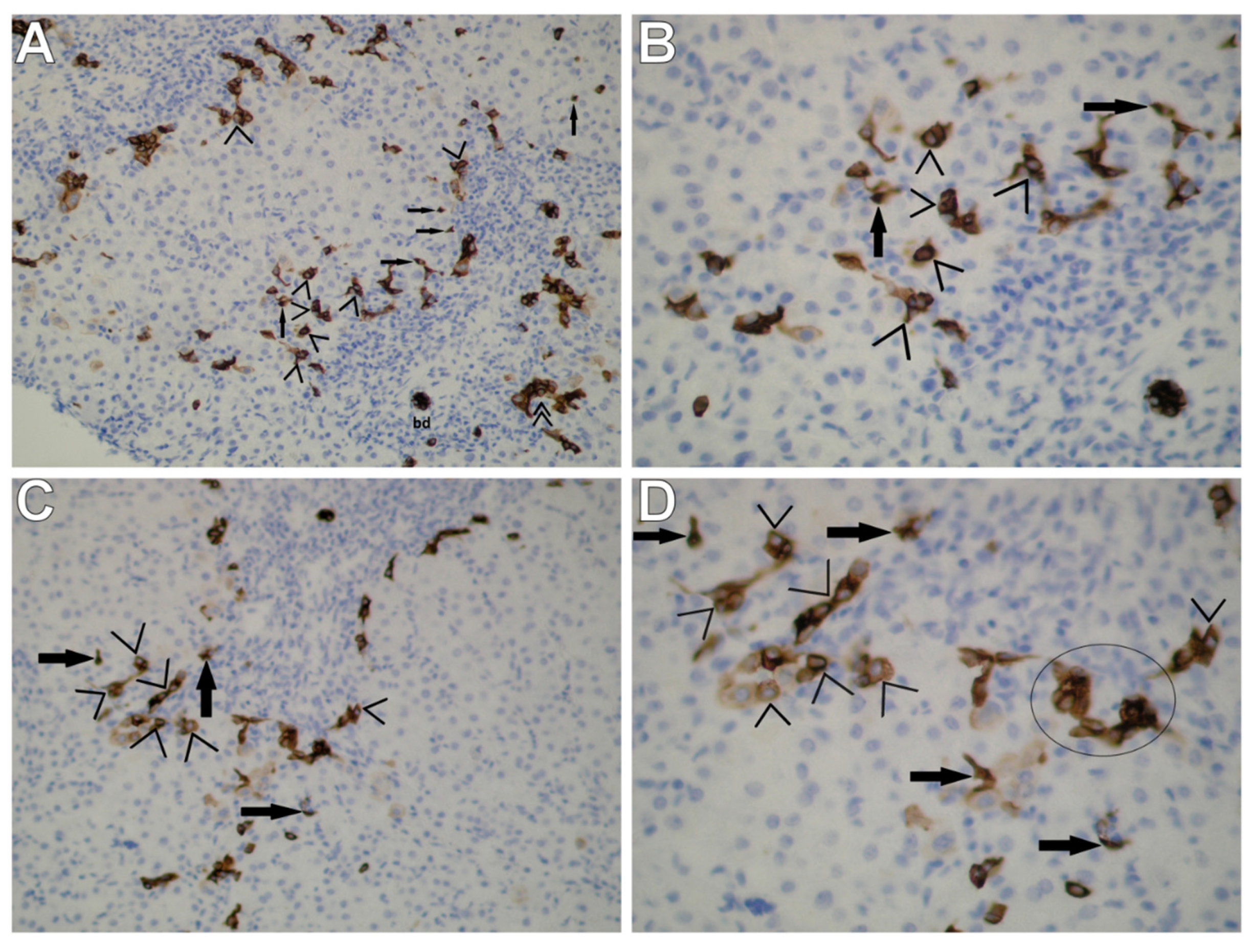 Cells 10 01899 g001 Cells 10 01899 g001