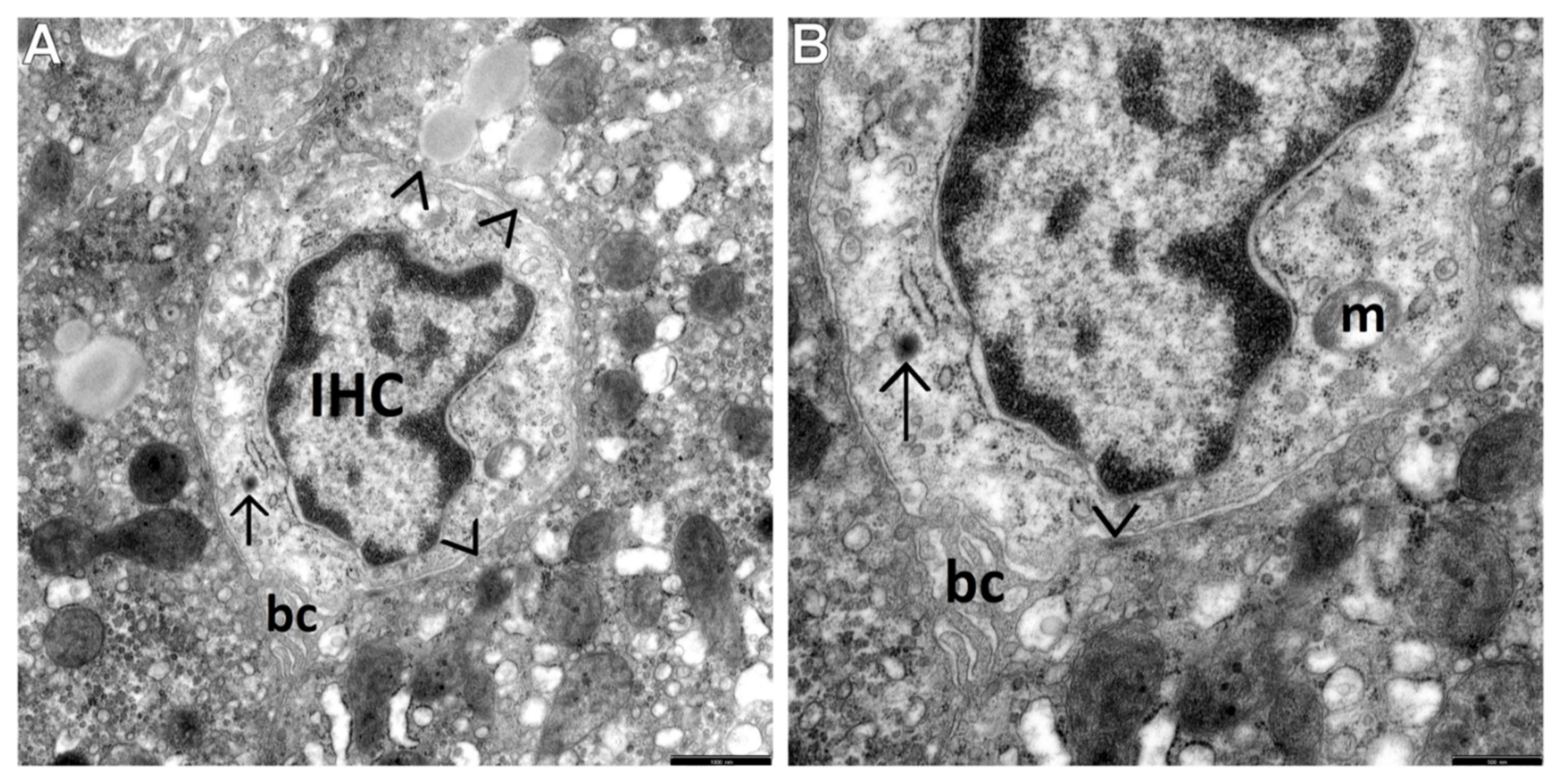 Cells 10 01899 g003 Cells 10 01899 g003