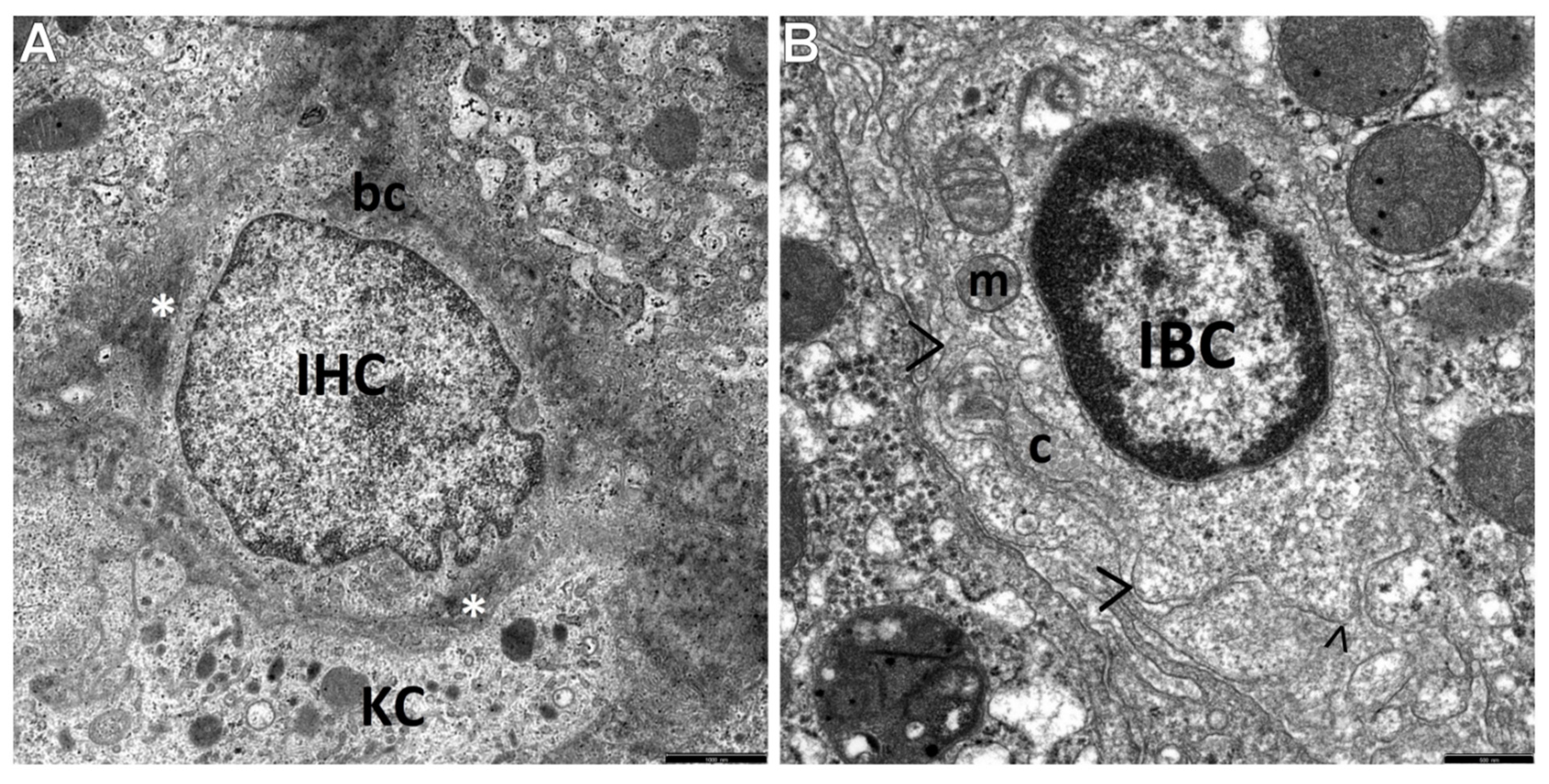 Cells 10 01899 g004 Cells 10 01899 g004