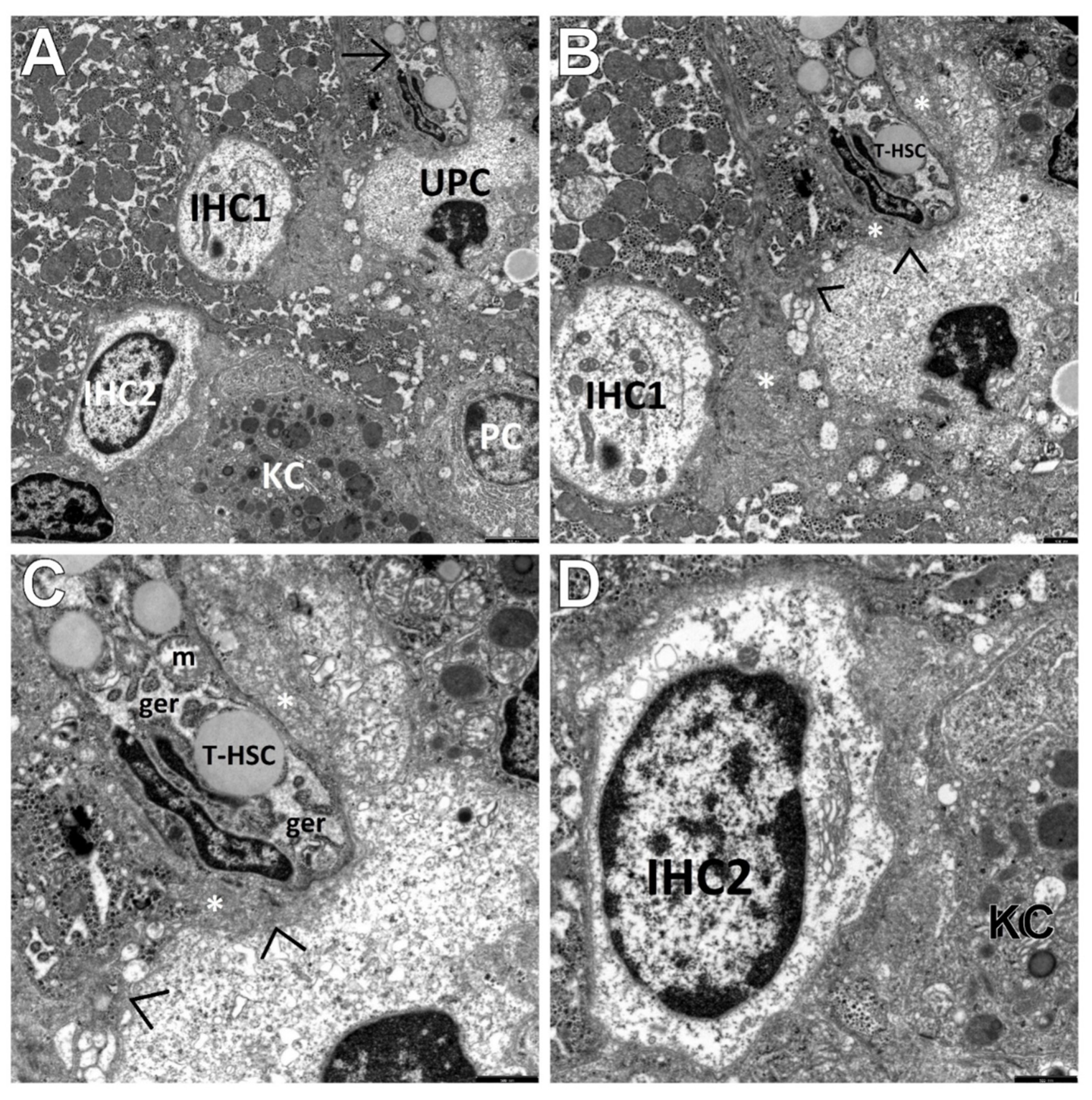Cells 10 01899 g005 Cells 10 01899 g005