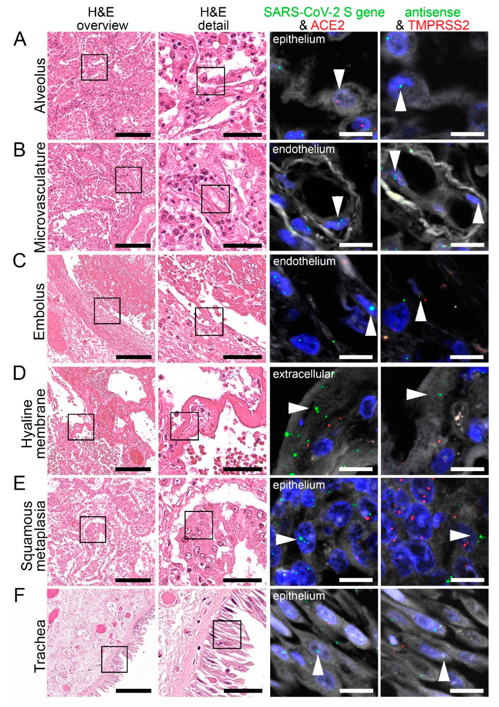 Cells 10 01900 g004 550