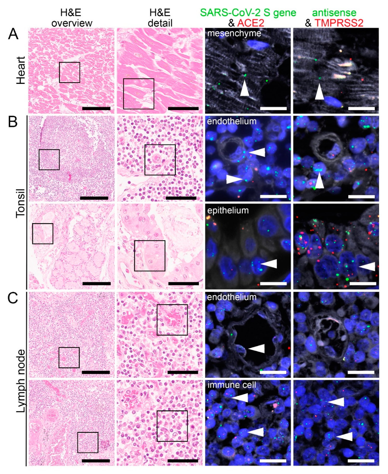 Cells 10 01900 g005 550