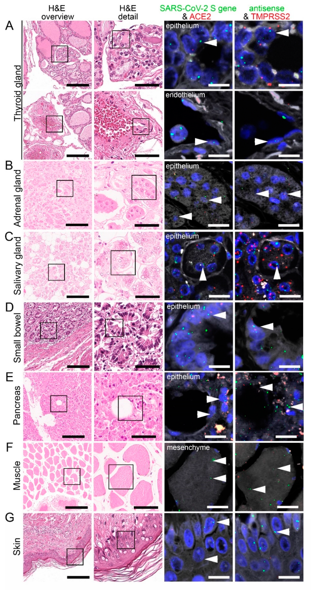 Cells 10 01900 g007 550
