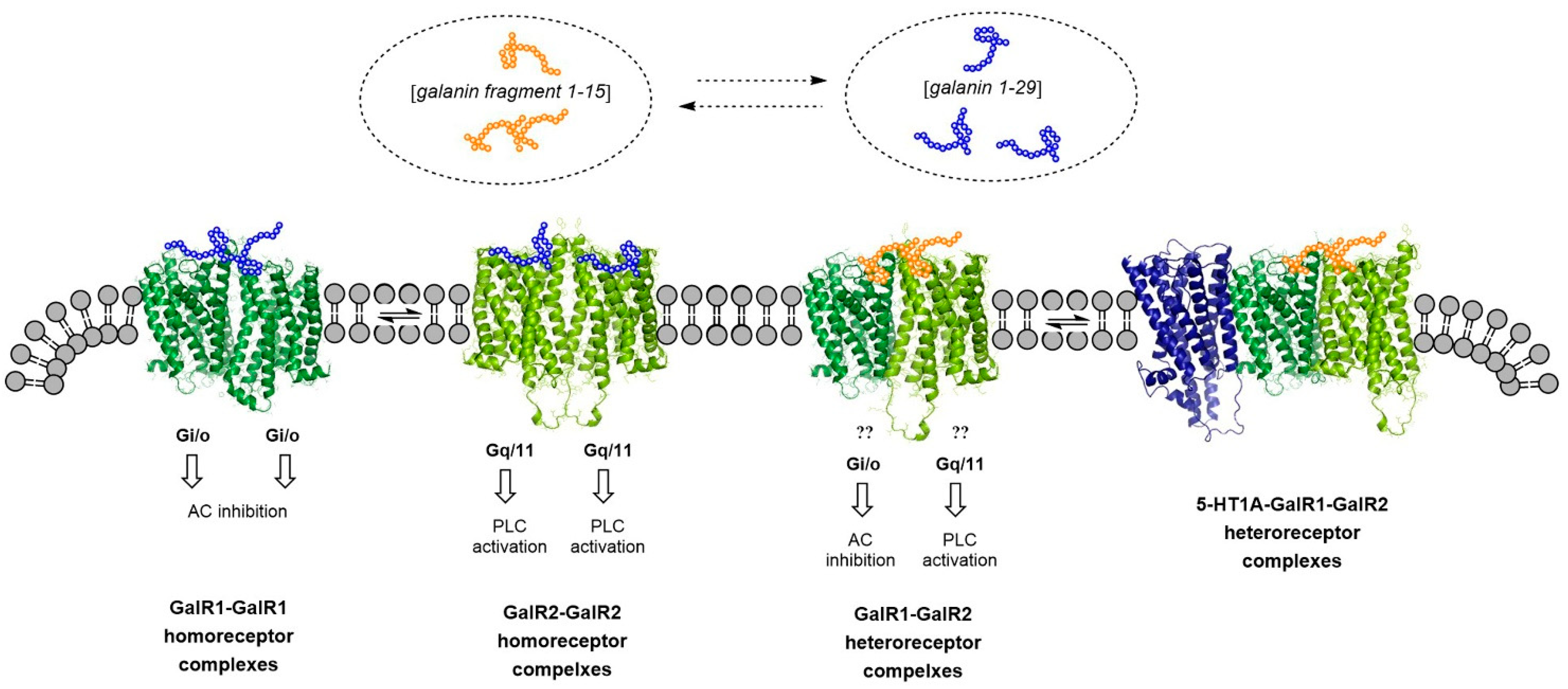 Cells 10 01902 g001 Cells 10 01902 g001