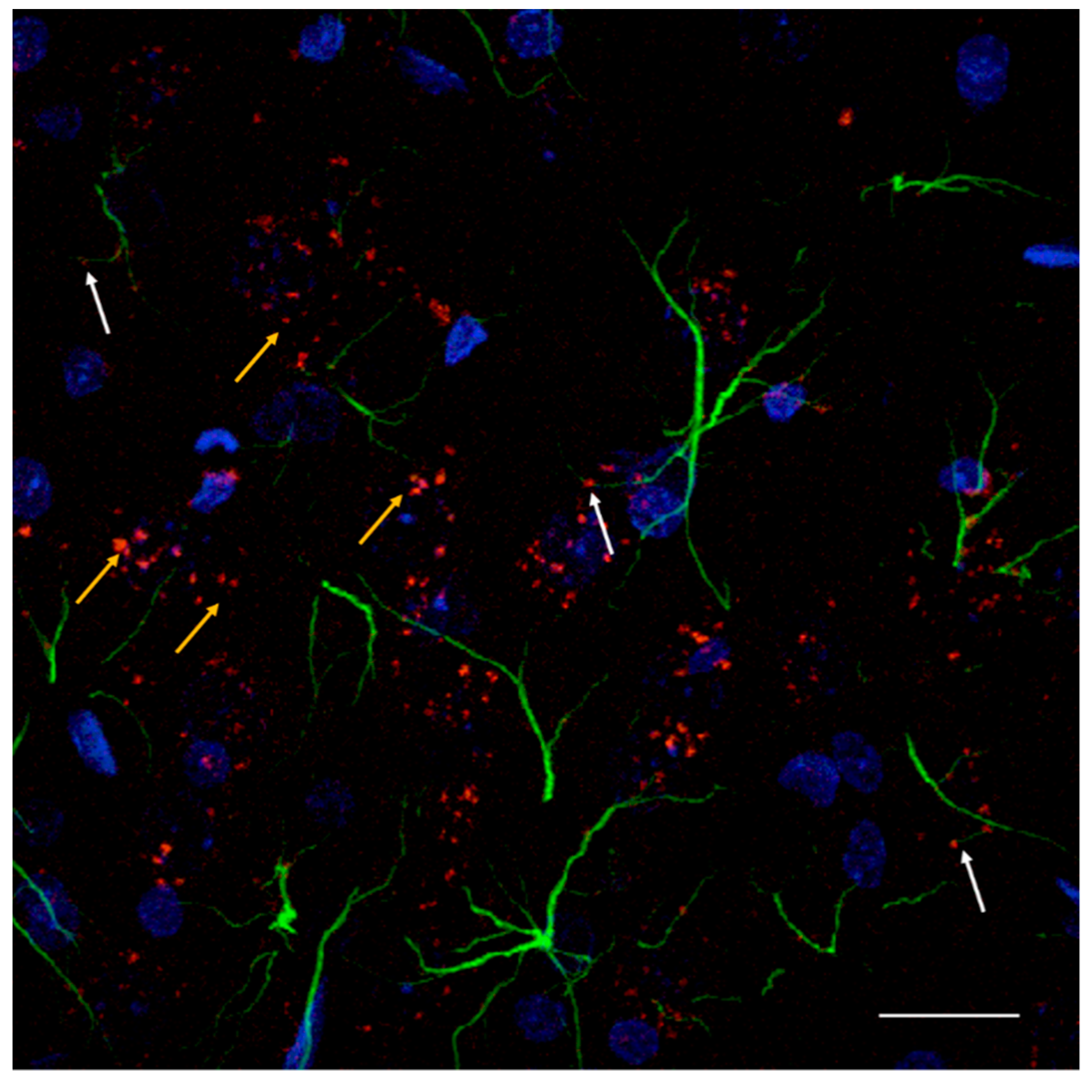 Cells 10 01902 g003 Cells 10 01902 g003