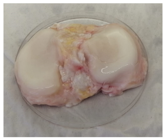 Cells 10 01903 g005 550