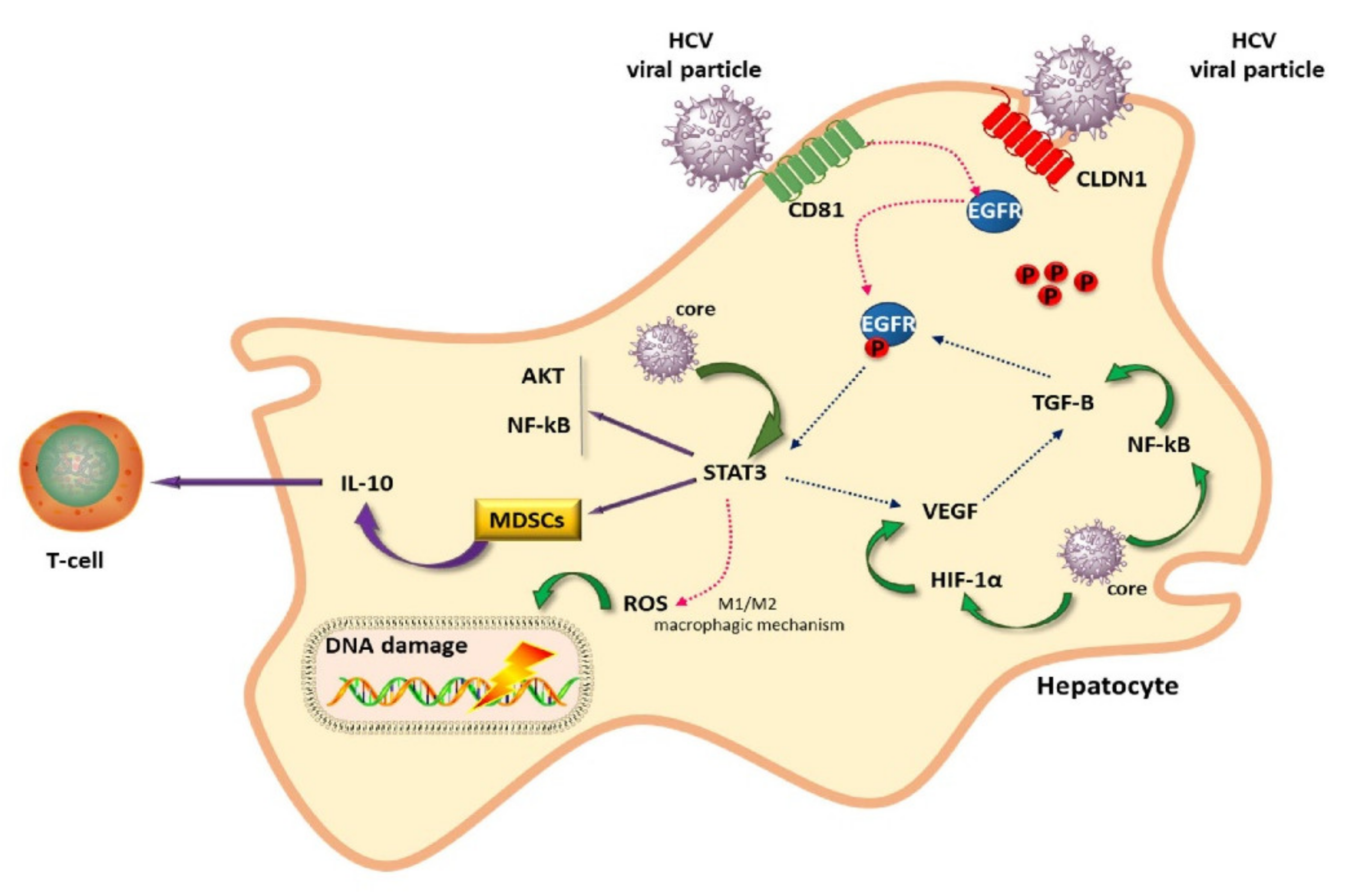 Cells 10 01909 g001 550