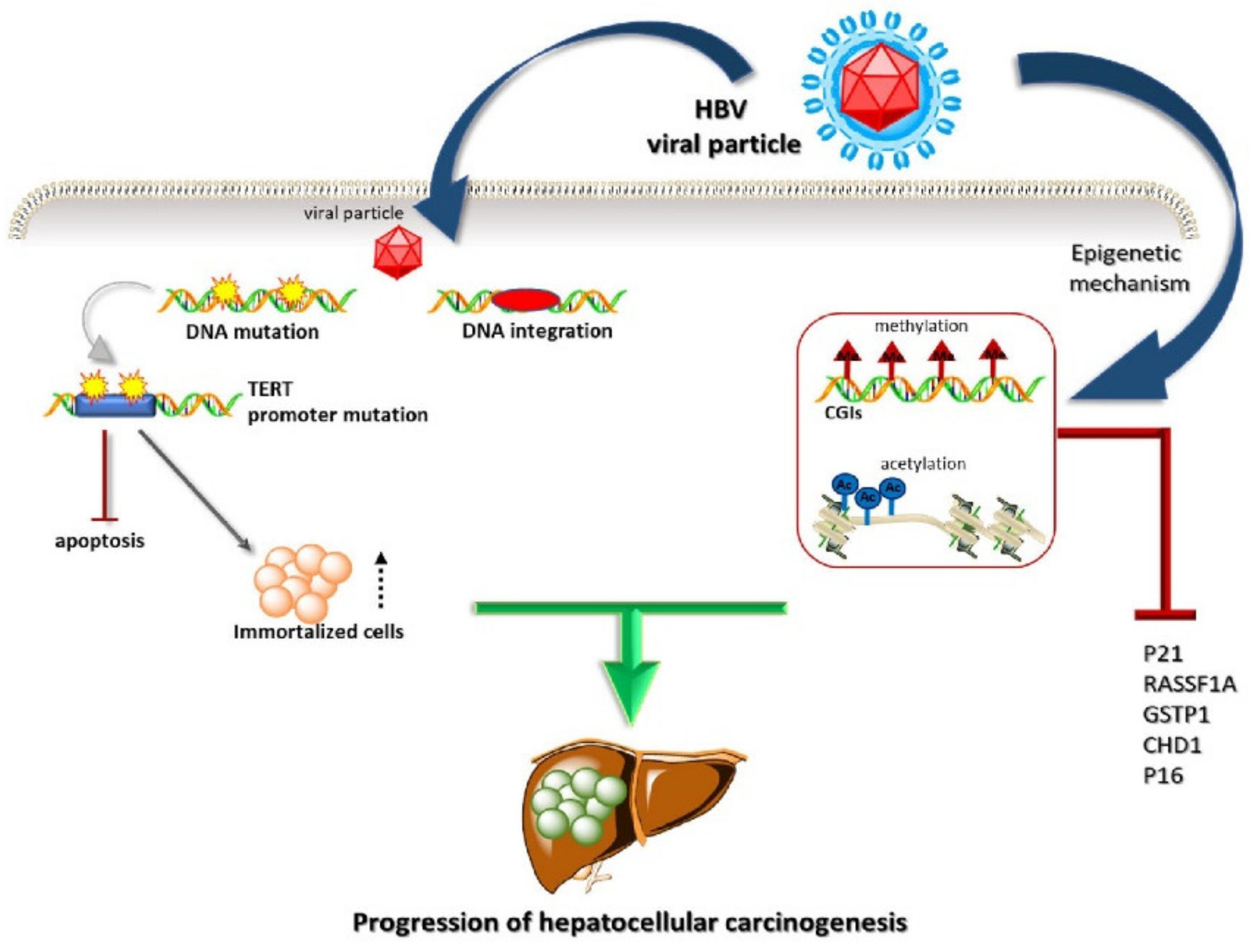 Cells 10 01909 g002 550