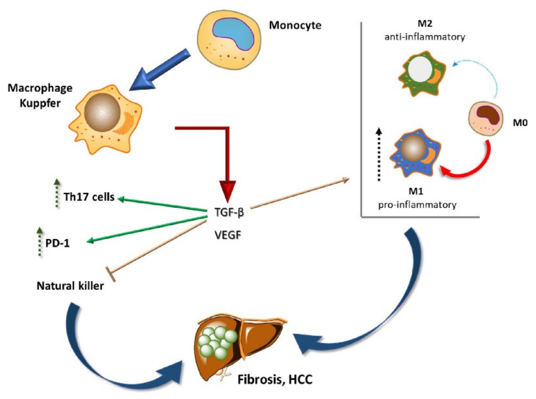 Cells 10 01909 g003 550