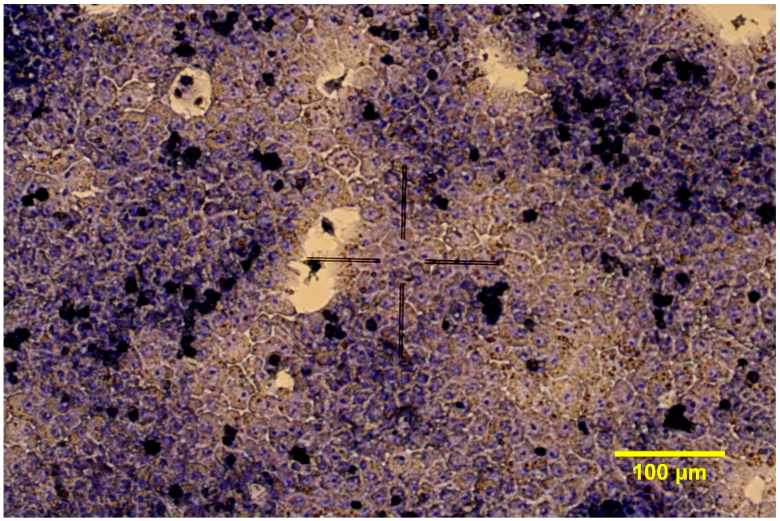 Cells 10 01910 g001 550