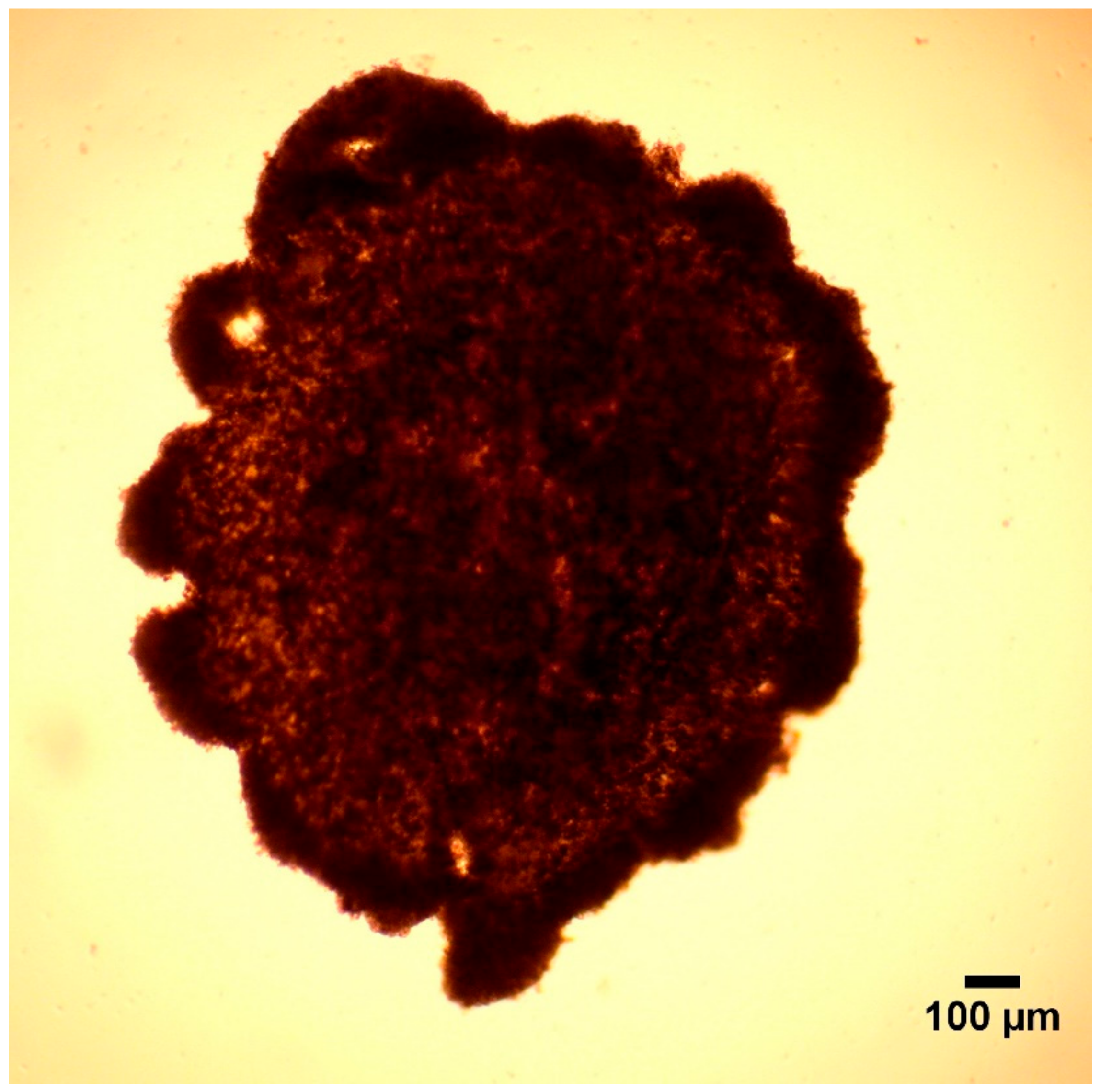 Cells 10 01910 g002 550