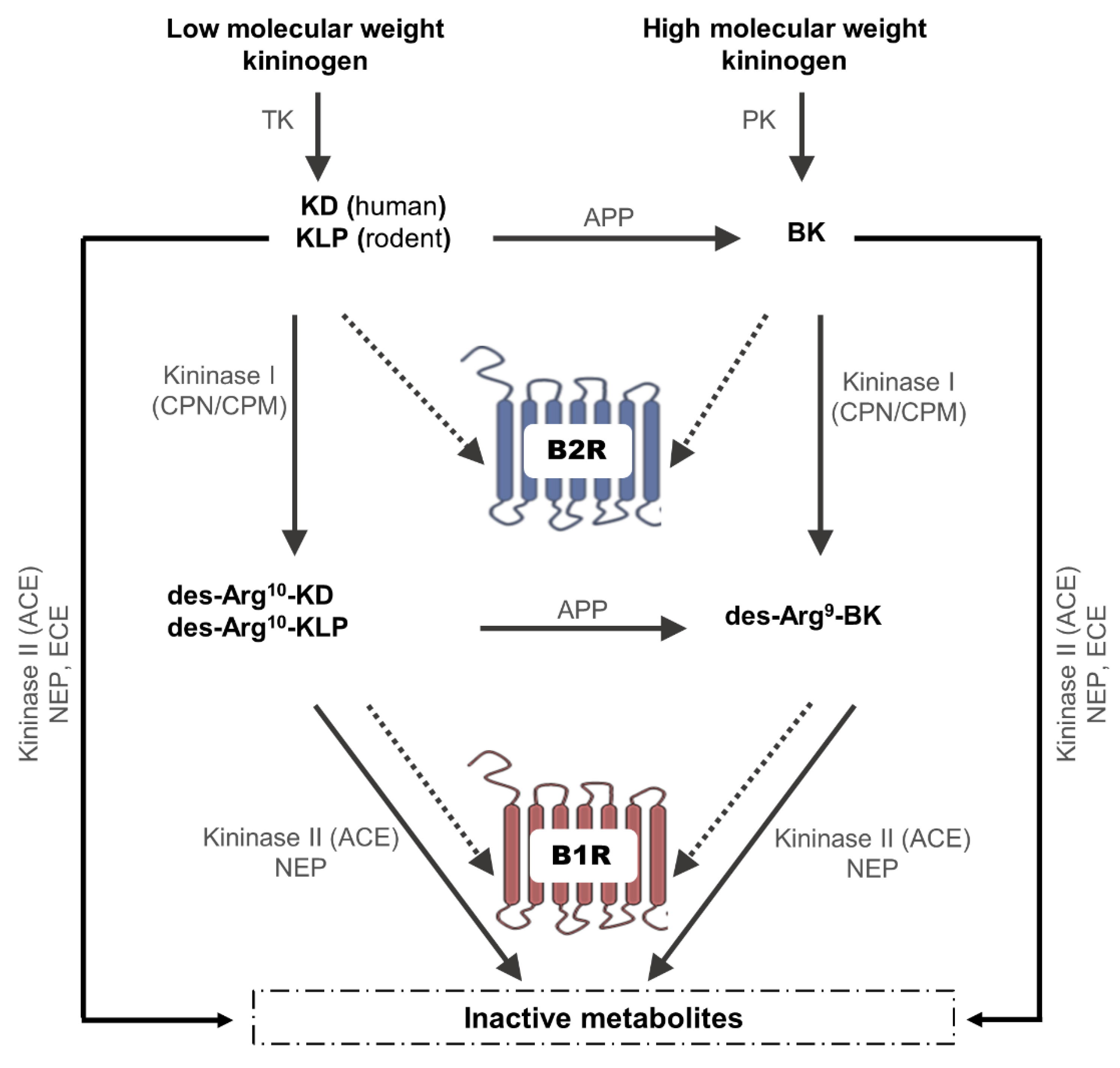 Cells 10 01913 g001 Cells 10 01913 g001