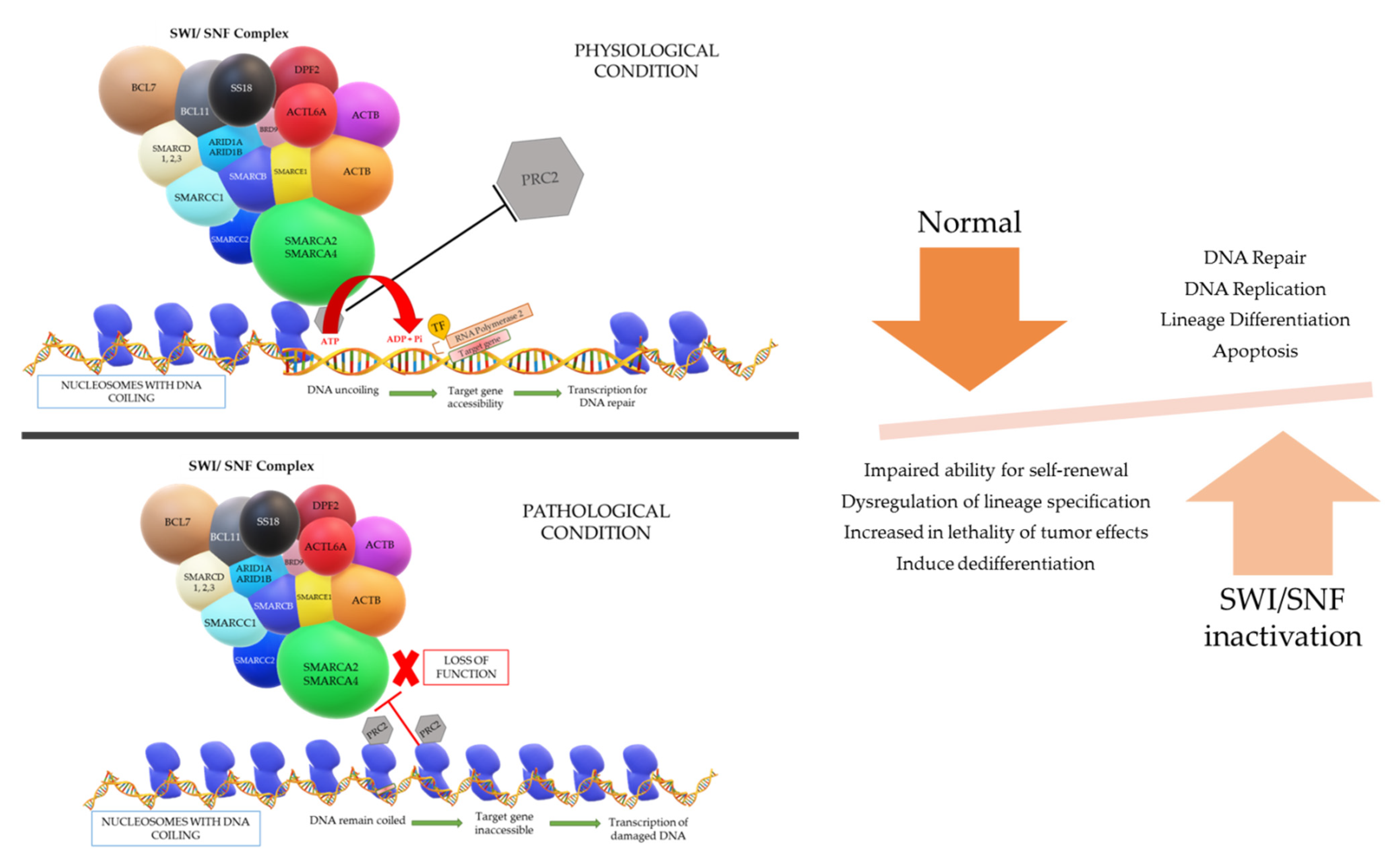 Cells 10 01920 g001 550