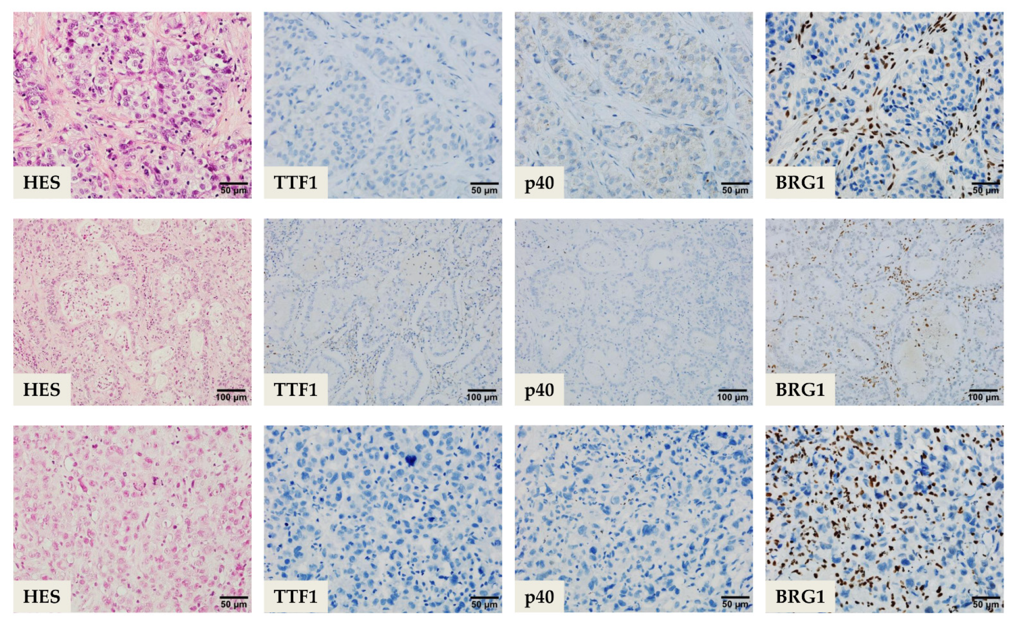 Cells 10 01920 g002 550
