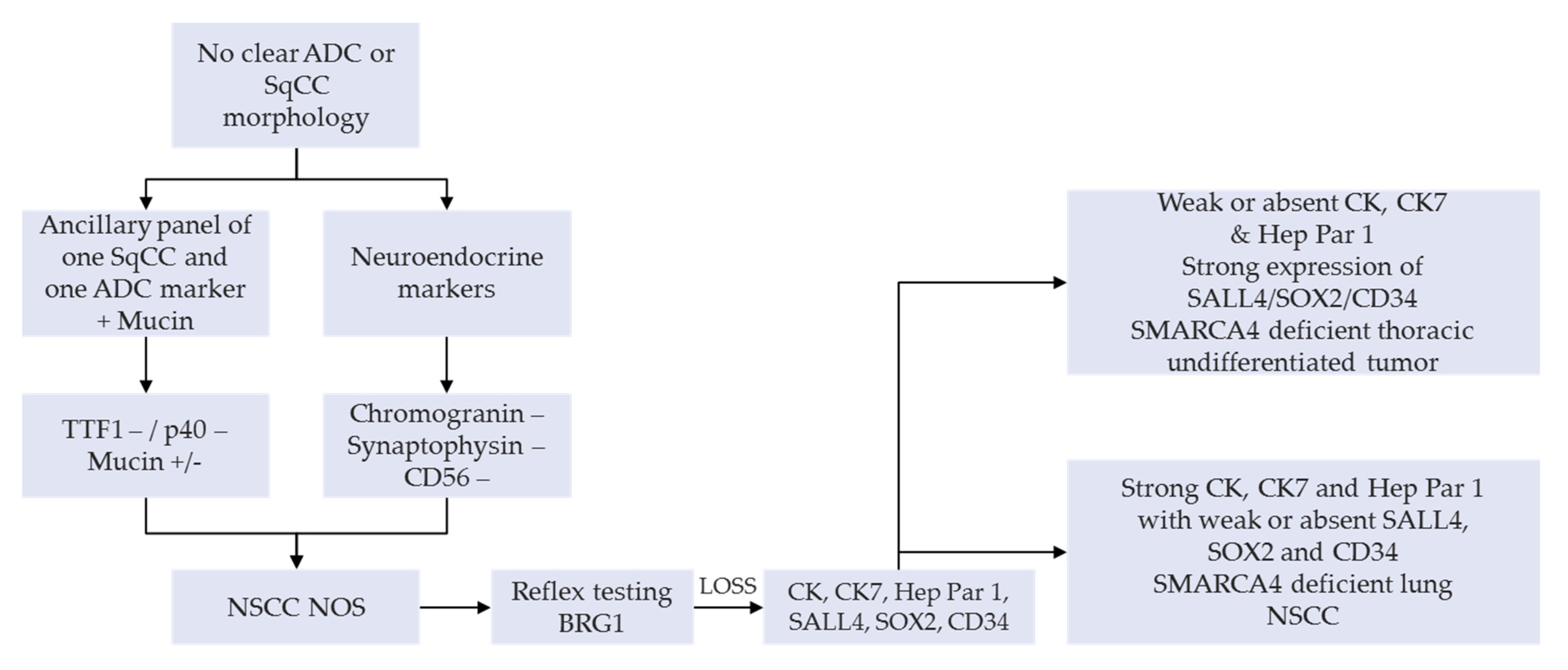 Cells 10 01920 g003 550