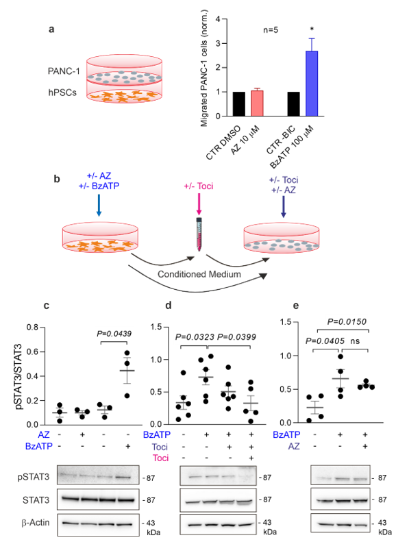 Cells 10 01928 g005 Cells 10 01928 g005