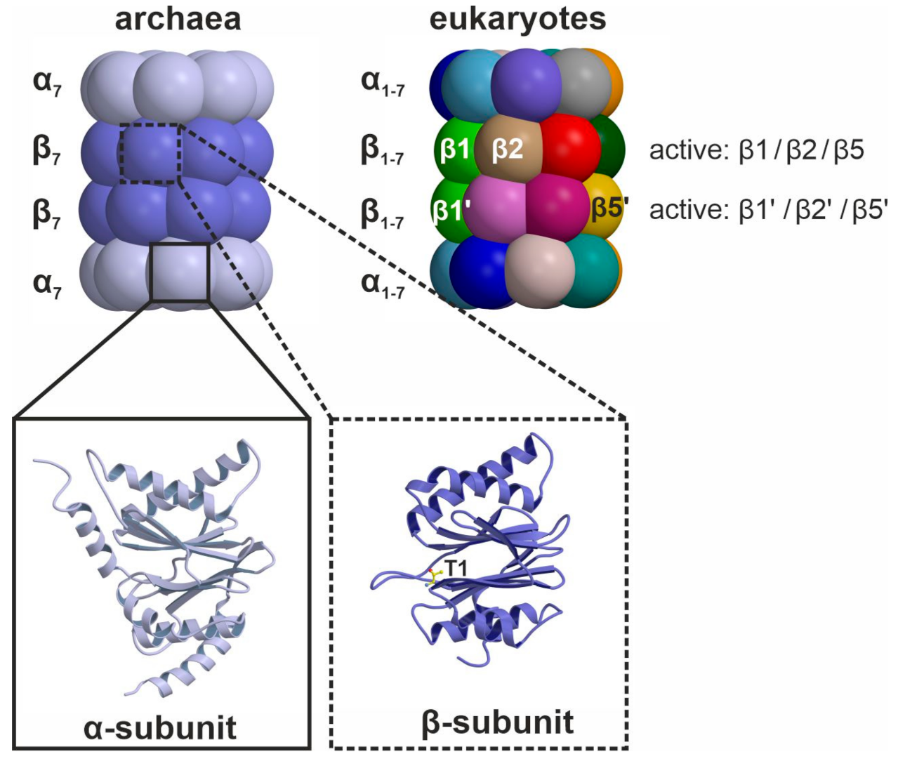 Cells 10 01929 g001 Cells 10 01929 g001