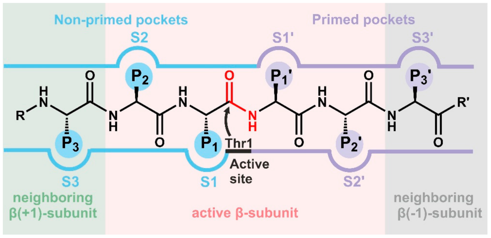 Cells 10 01929 g002 Cells 10 01929 g002