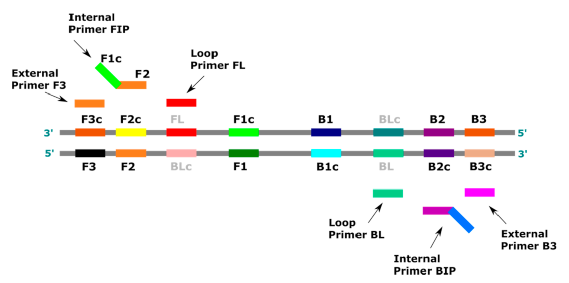 Cells | Free Full-Text | Loop-Mediated Isothermal Amplification 