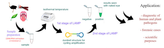 Cells Free Full Text Loop Mediated Isothermal Amplification Lamp The Better Sibling Of Pcr Html