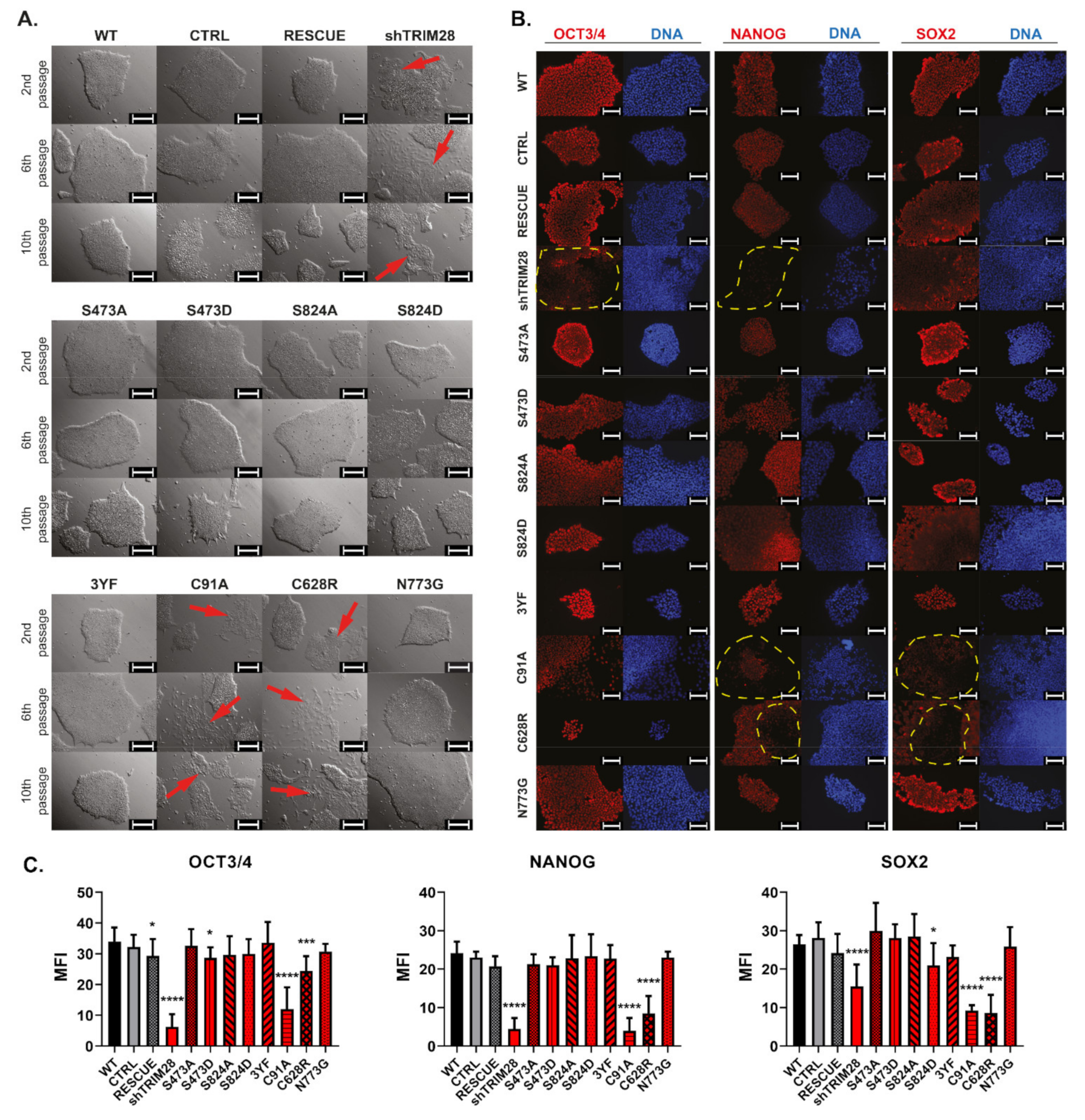 Cells 10 01933 g004 Cells 10 01933 g004