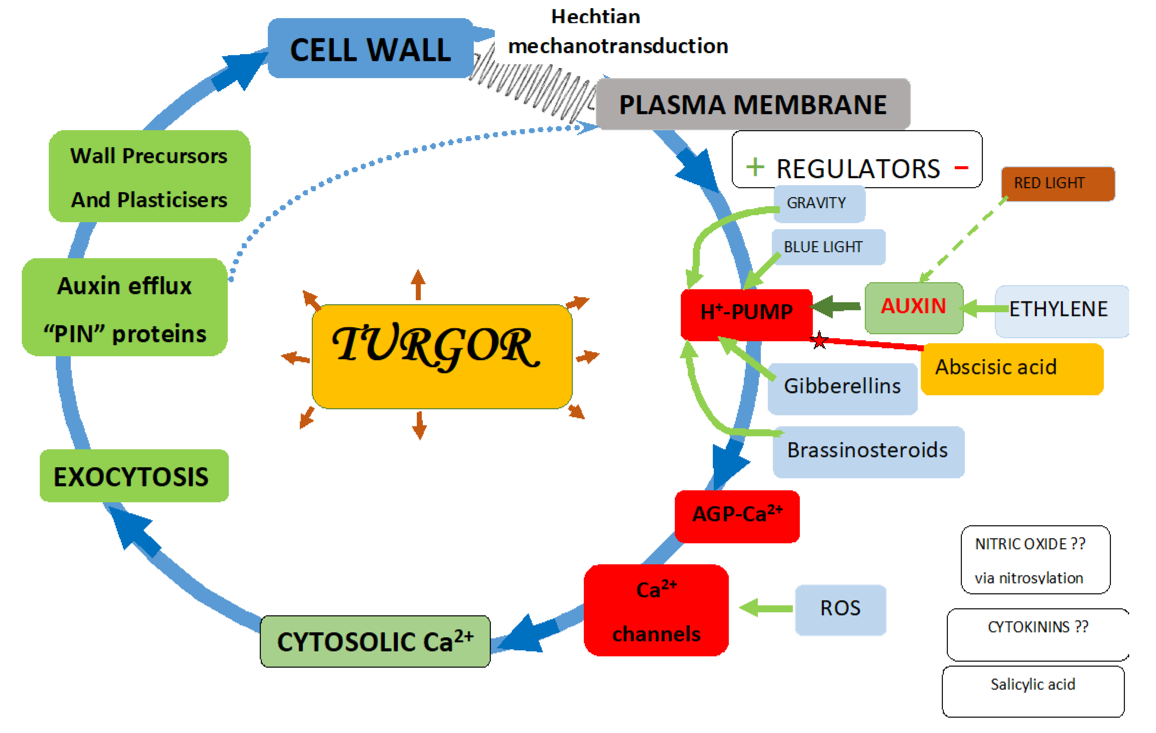 Cells 10 01935 g001 Cells 10 01935 g001