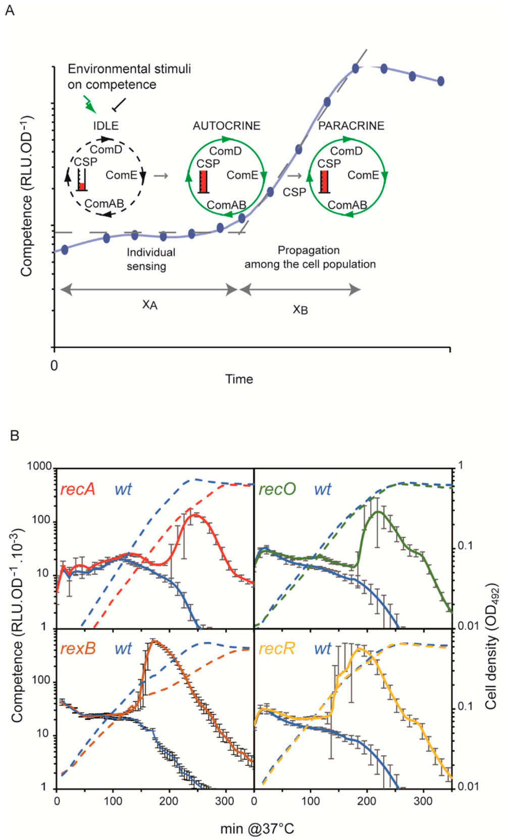 Cells 10 01938 g001 Cells 10 01938 g001