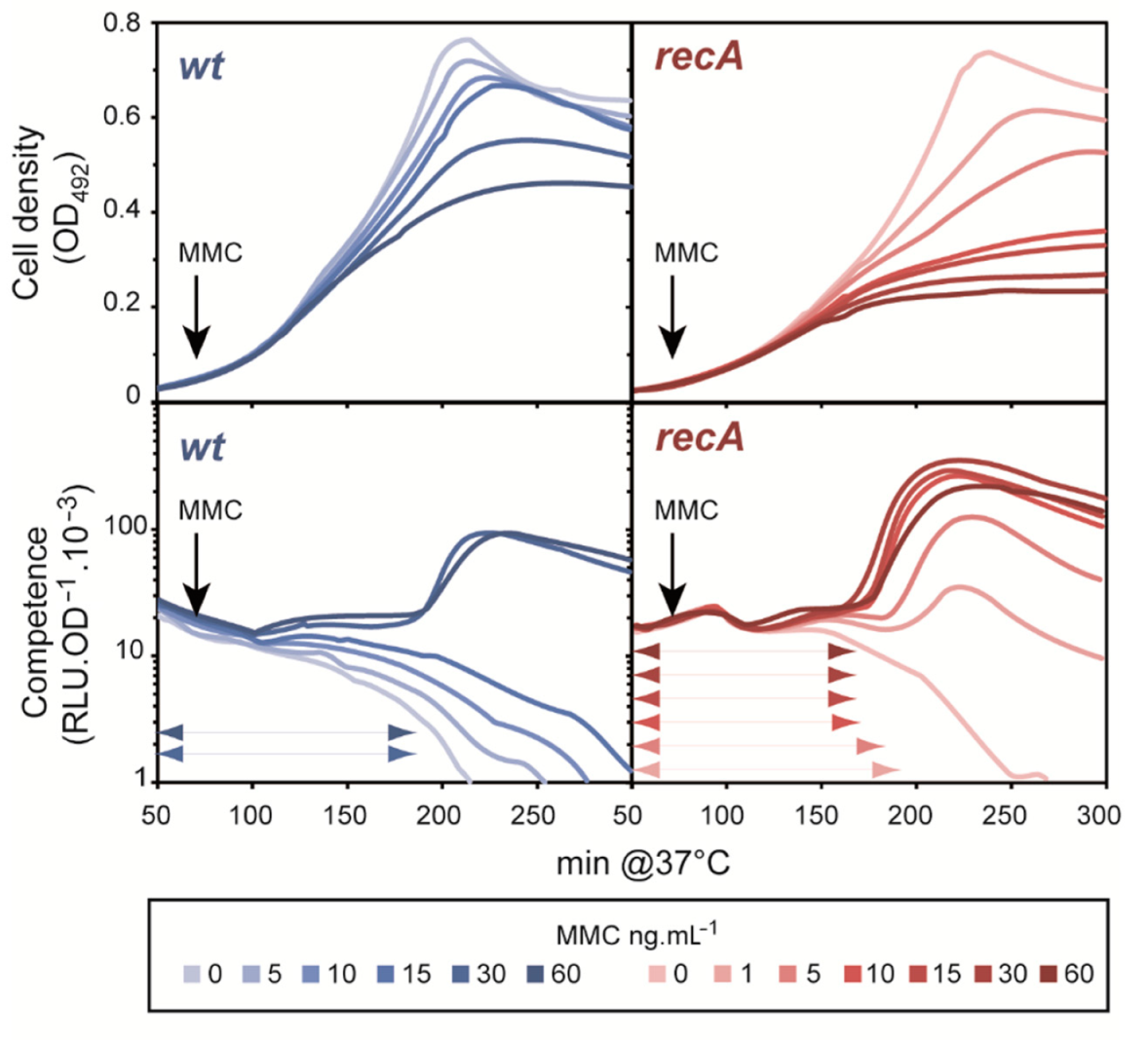 Cells 10 01938 g002 Cells 10 01938 g002
