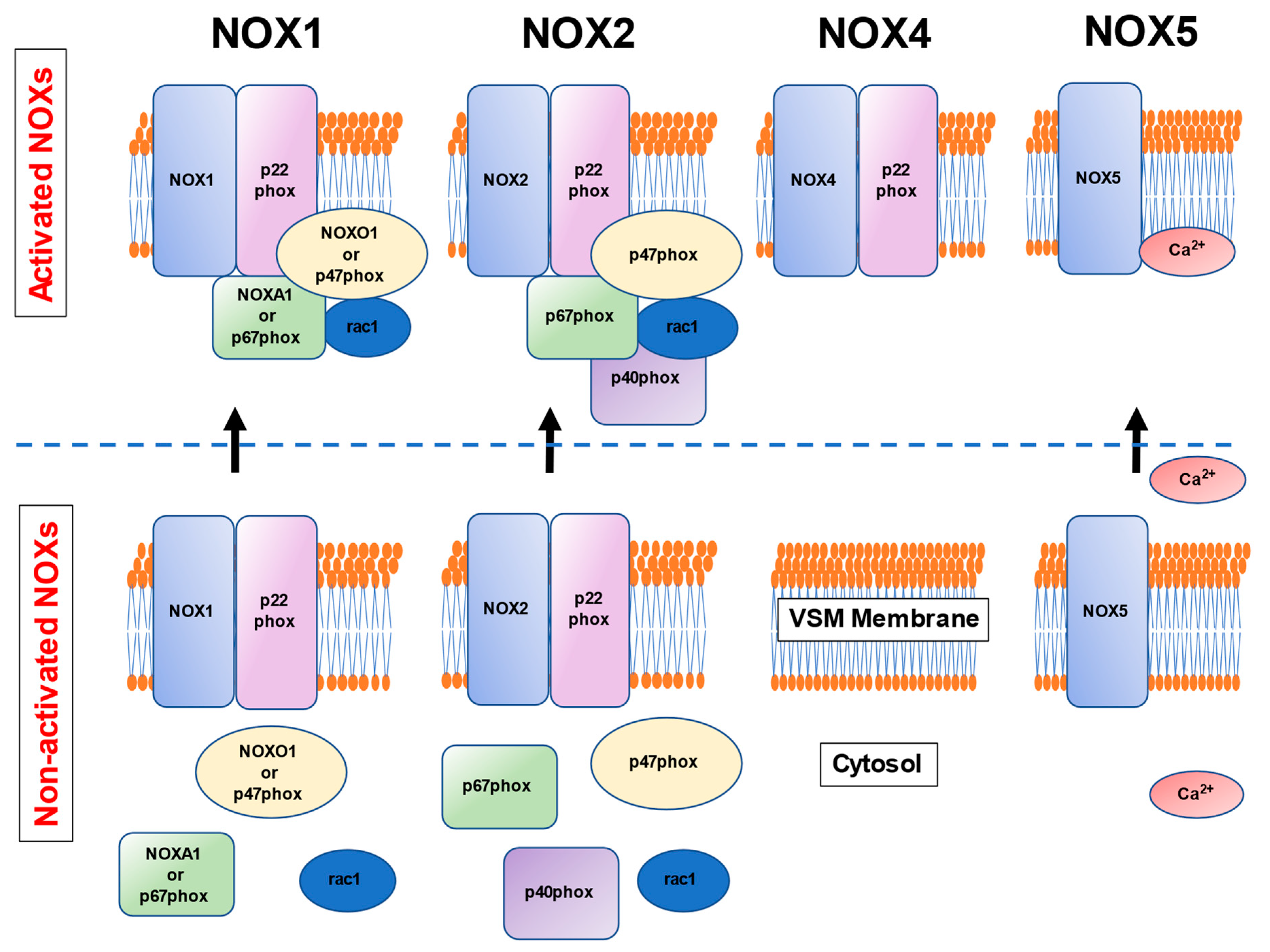 Cells 10 01947 g002 Cells 10 01947 g002