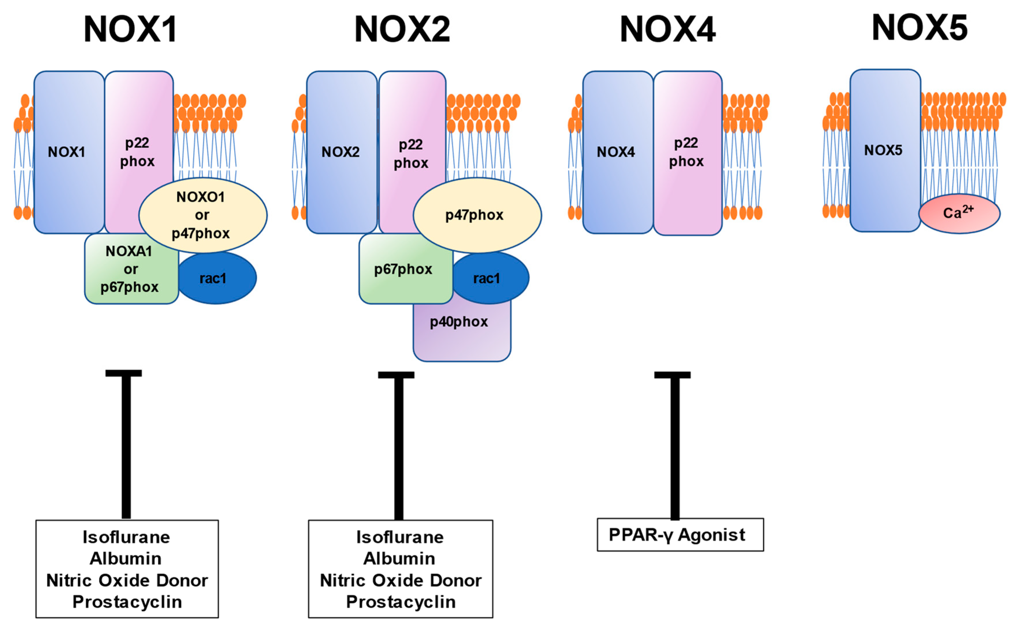 Cells 10 01947 g003 Cells 10 01947 g003