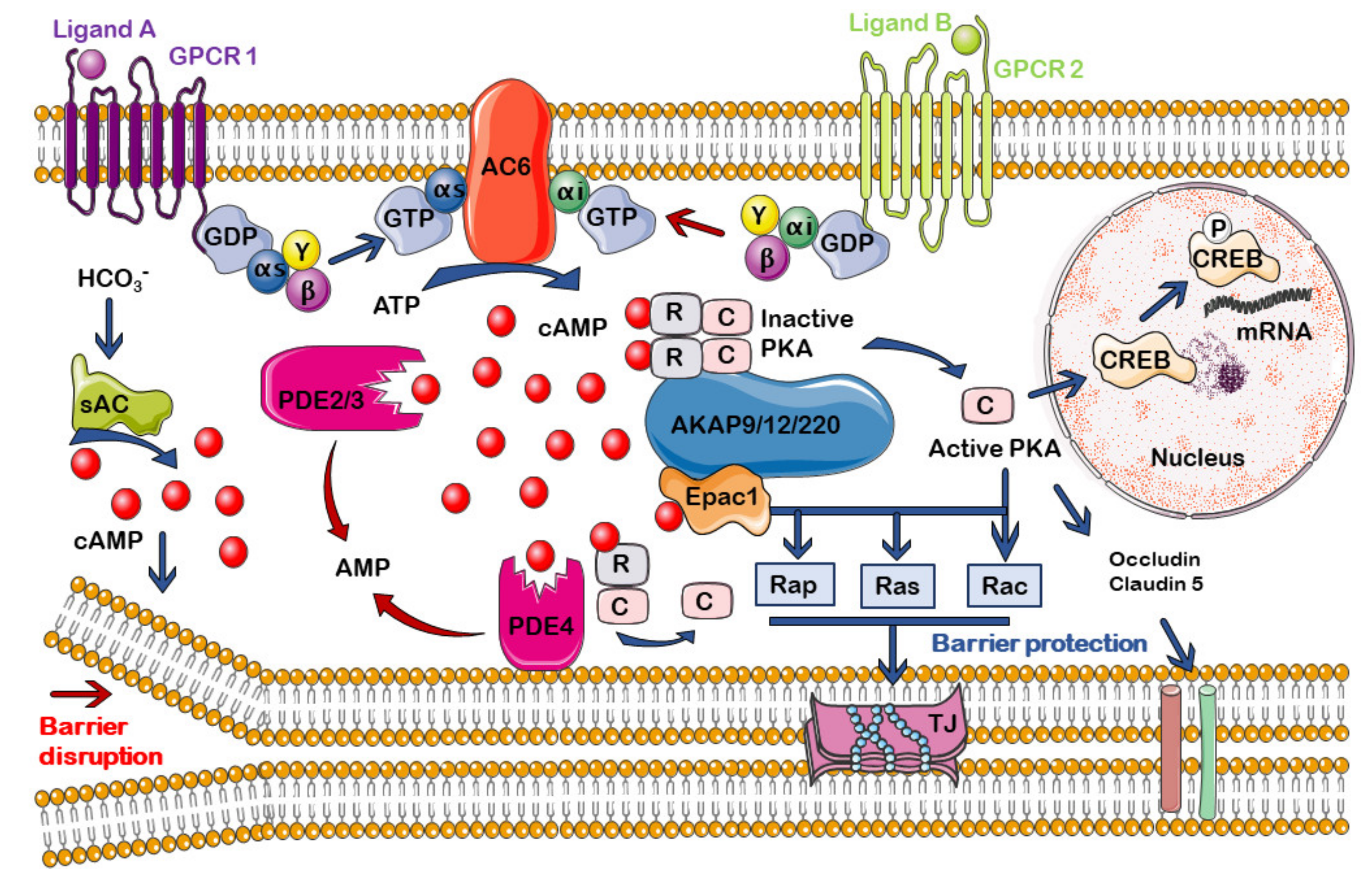 Cells 10 01951 g002 Cells 10 01951 g002